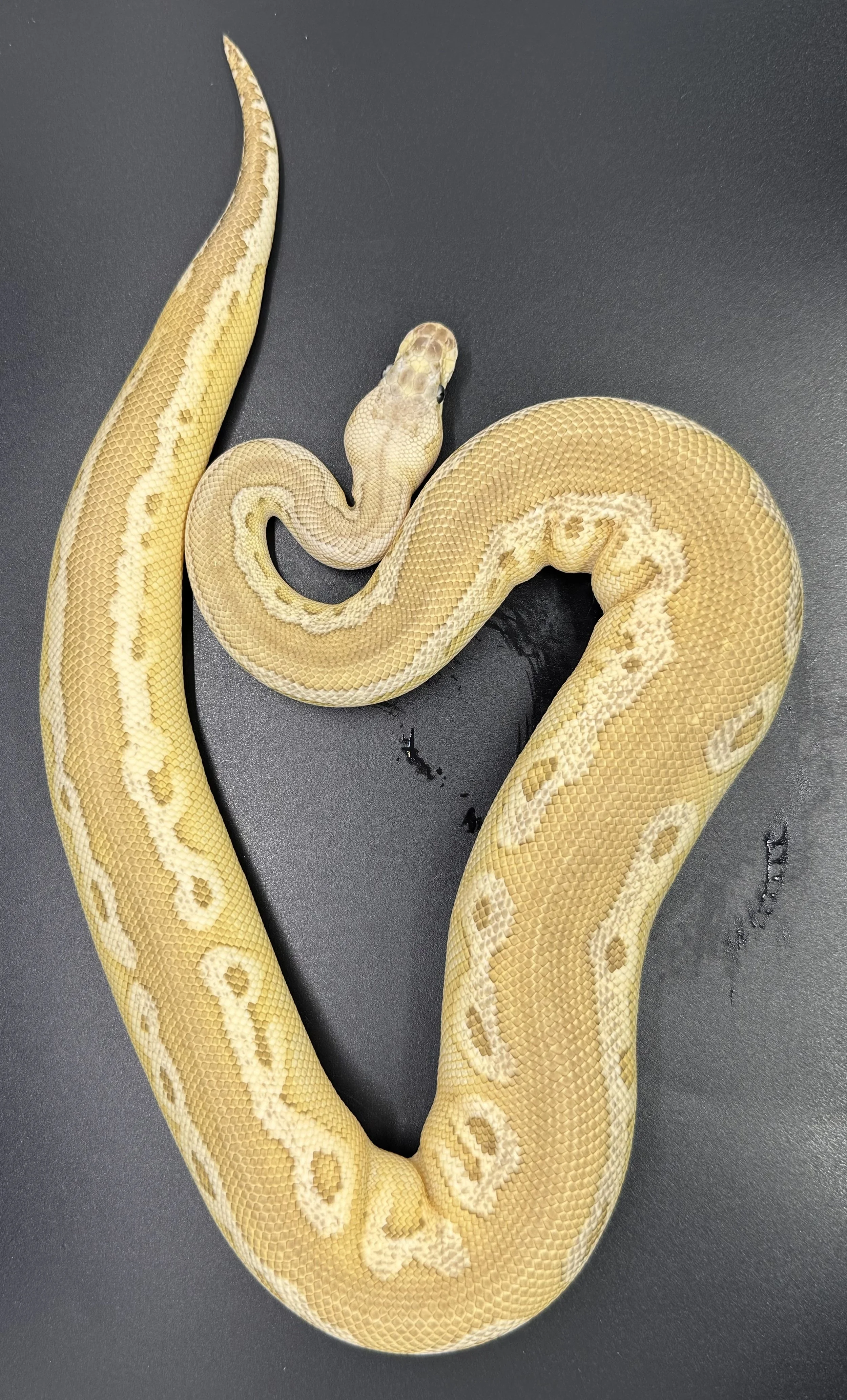 (M) Black pewter Butter Mahogany Clown