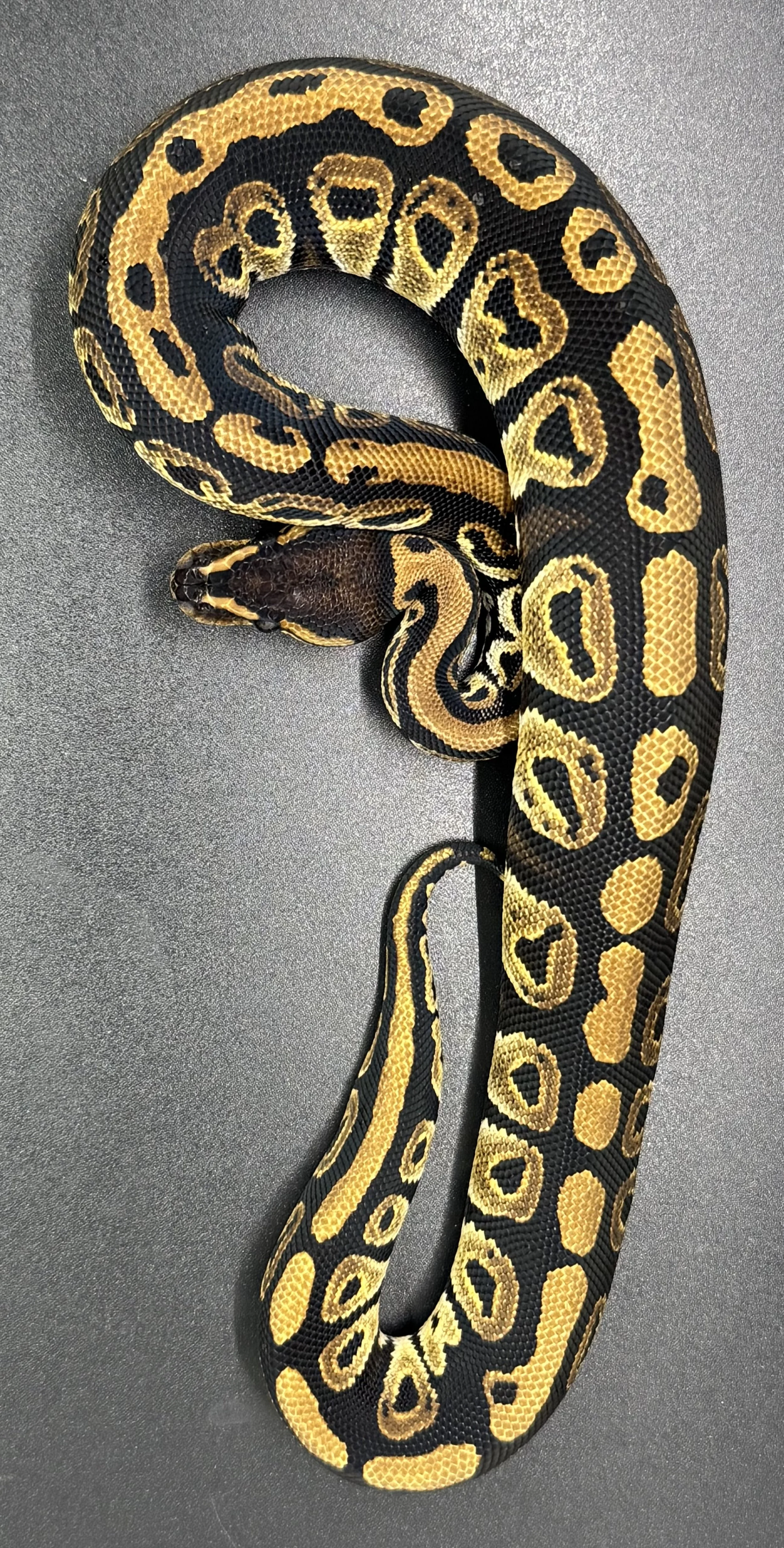 (M) Phantom Cypress het clown