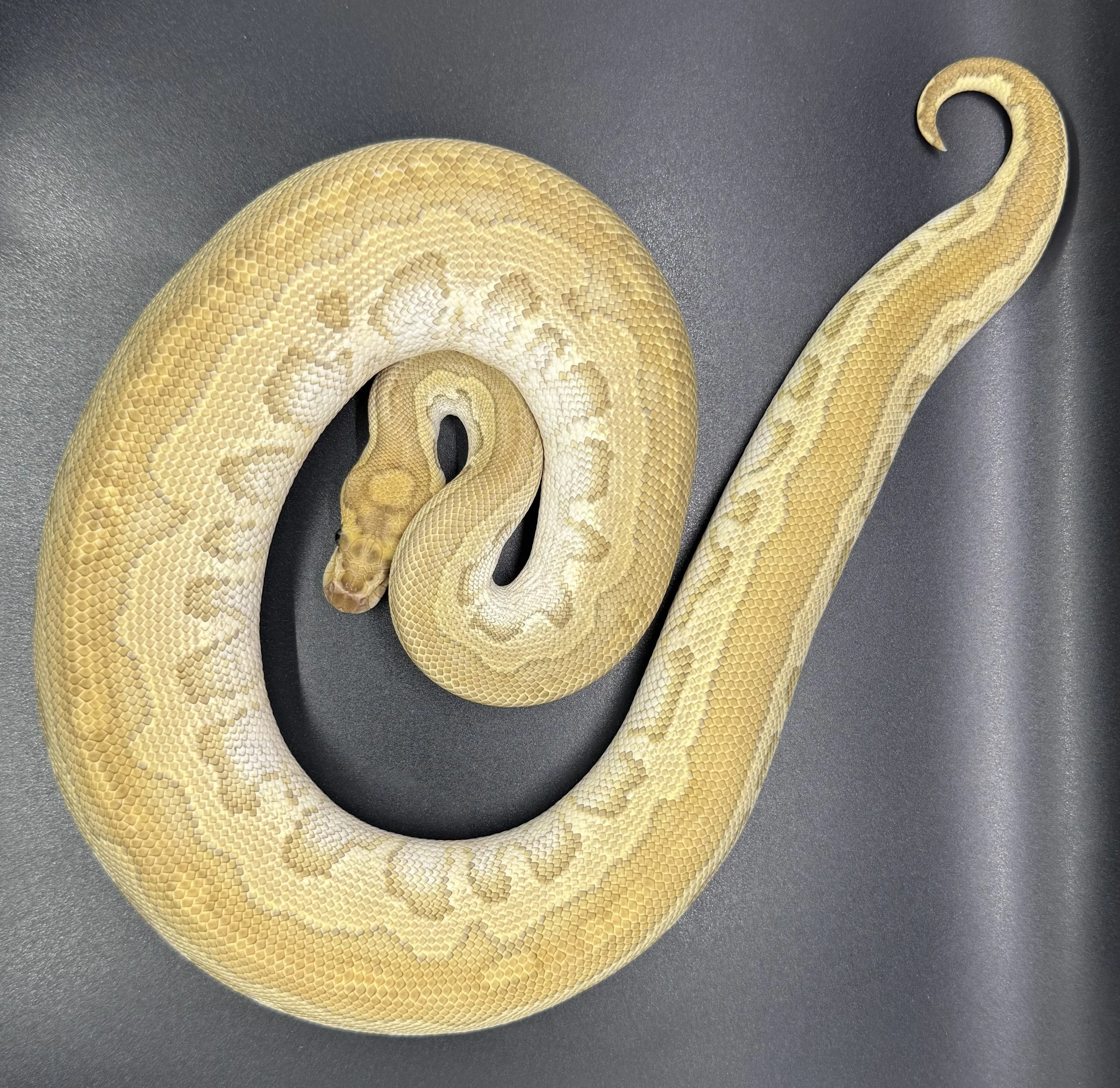 (M) Butter Sugar Clown