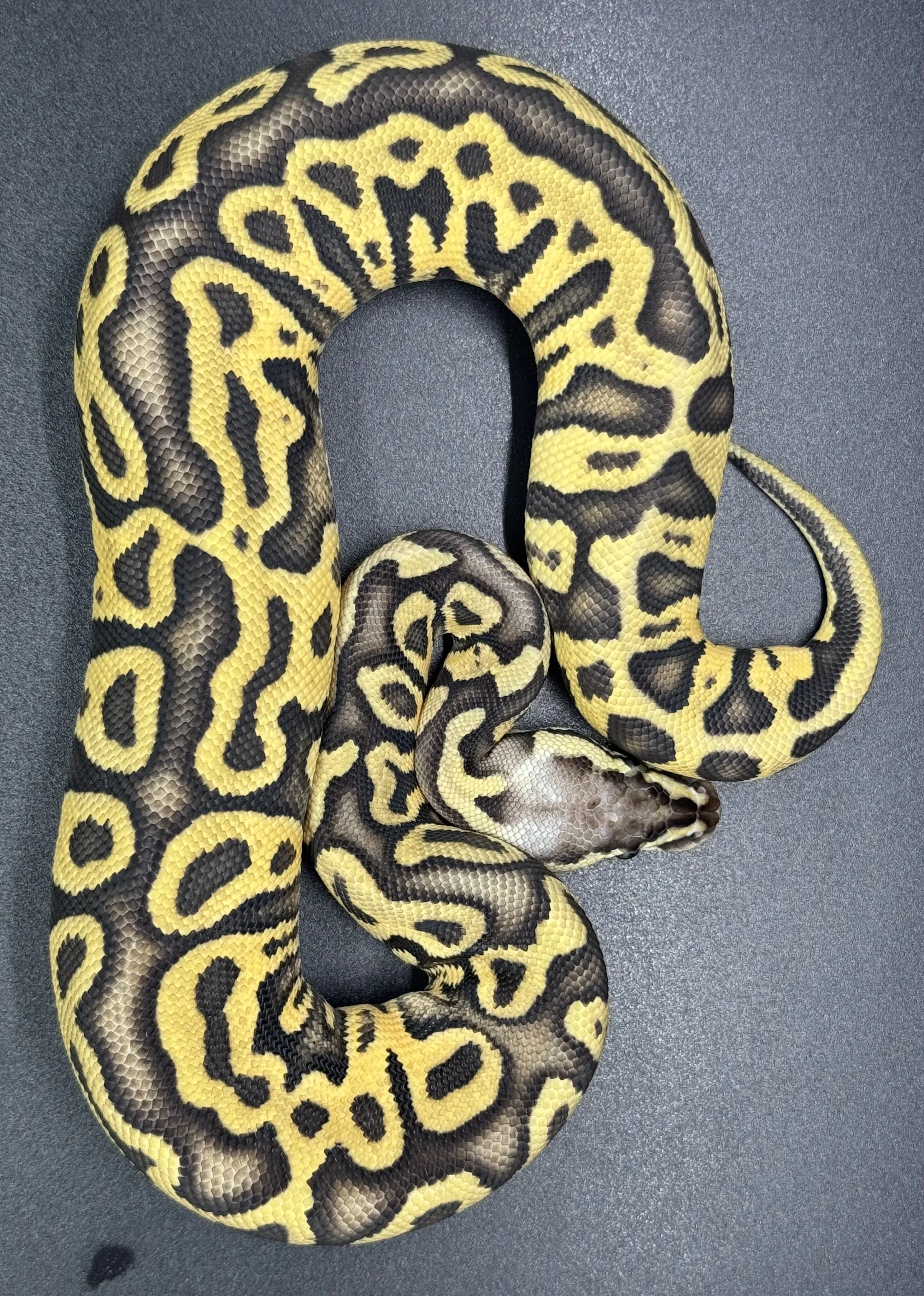 (F) Pastel Leopard Enchi het clown