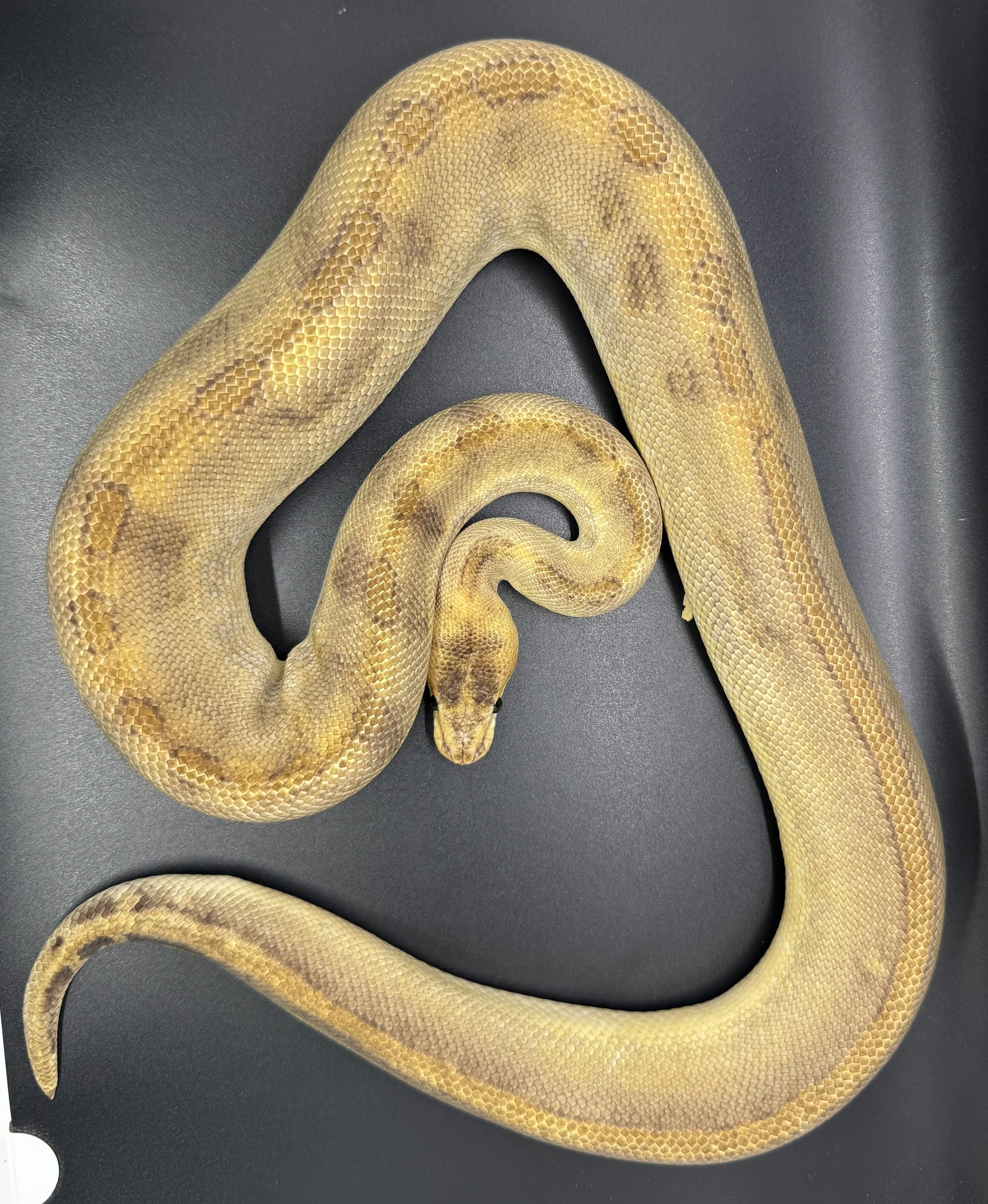 (M) Champagne het clown