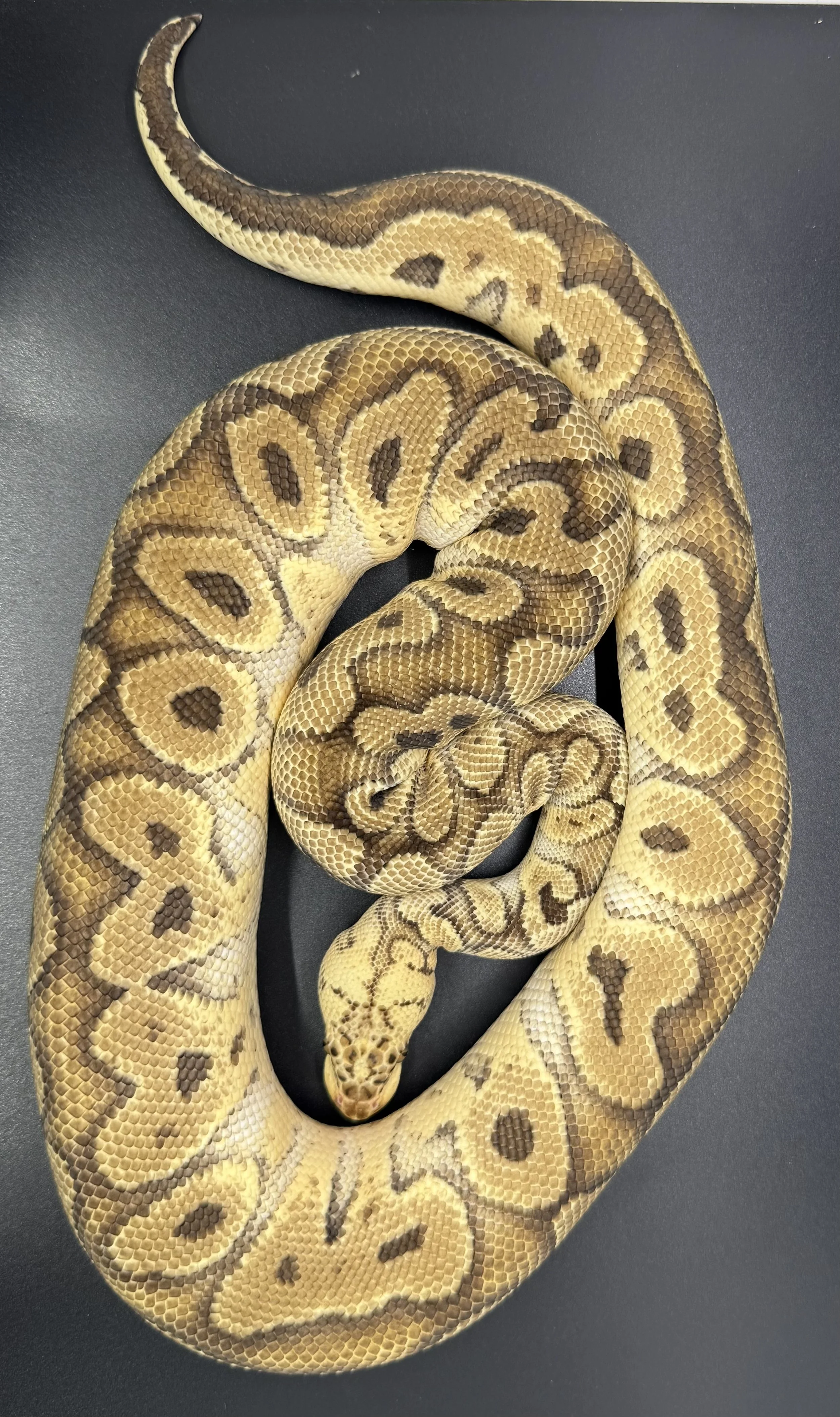 (M) Pastel GHI Clown