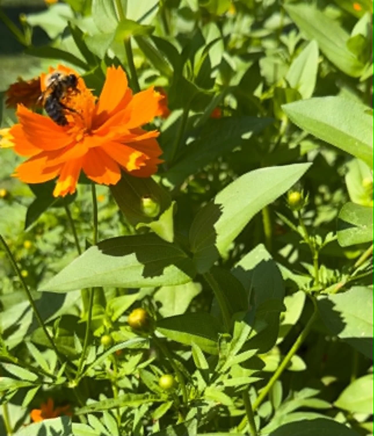 Close-up of an orange flower with a bee collecting nectar, surrounded by green leaves.