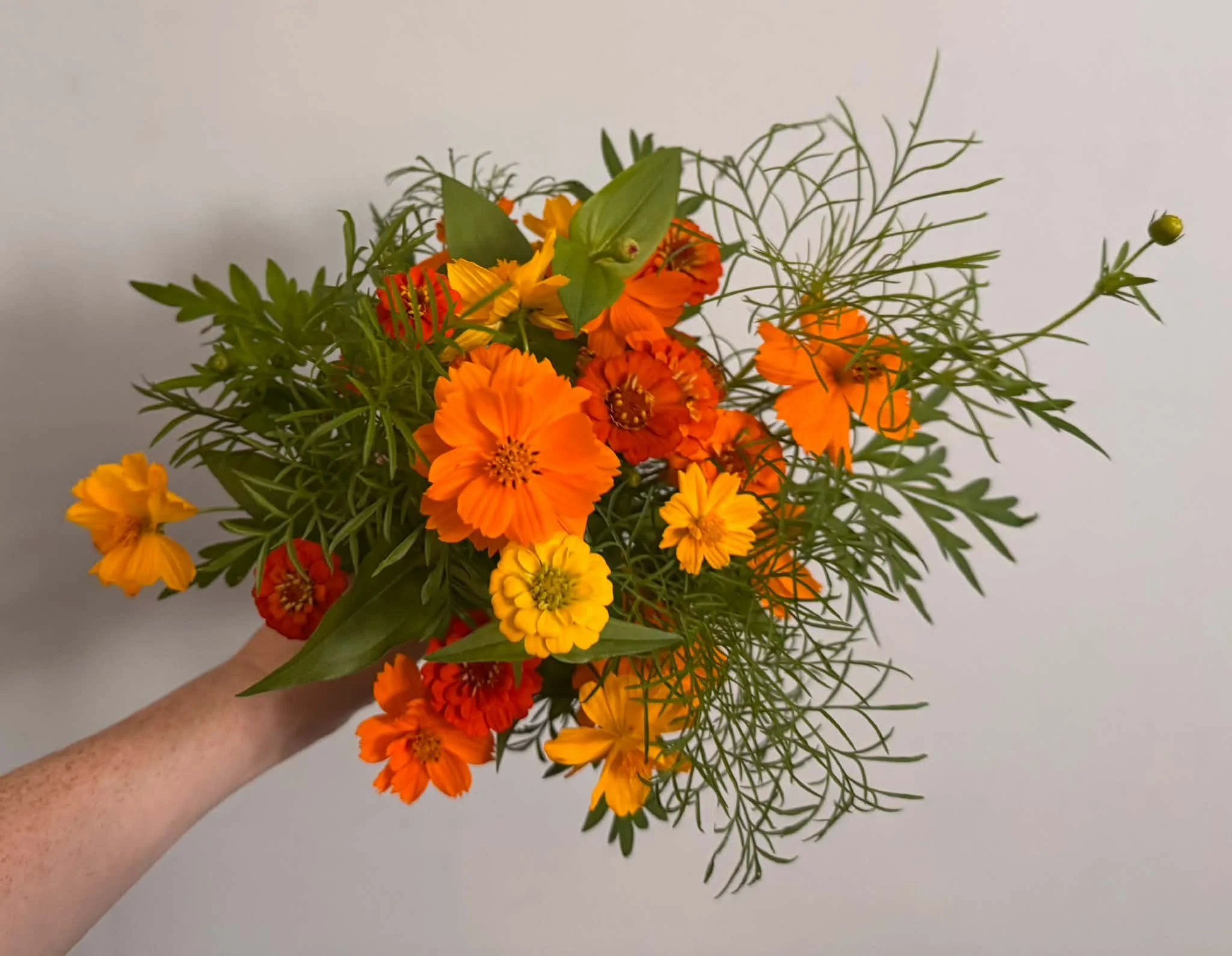 A hand holding a bouquet of mixed orange, yellow, and red flowers with green leaves and foliage against a plain white background.