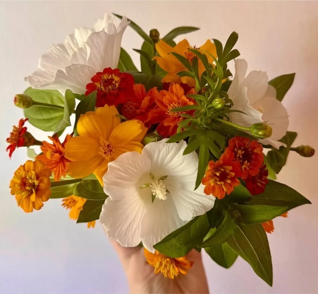 Hand holding a vibrant bouquet of orange, yellow, white, and red flowers with green leaves against a plain background.