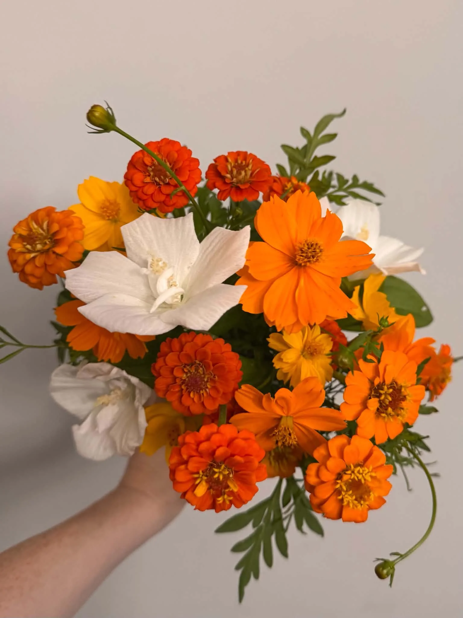 Hand holding a bouquet of orange, red, yellow, and white flowers against a plain background.