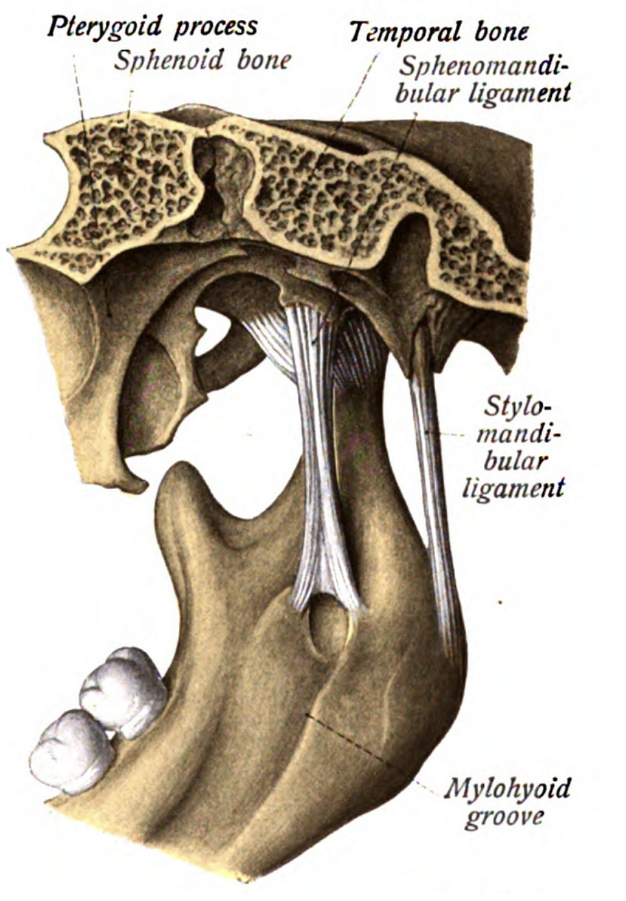 The Connection Between the Jaw (TMJ) and the Upper Neck