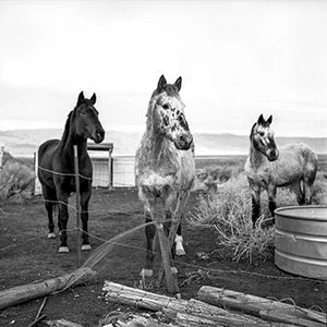 Ashleigh Castro 3 Horses Photo