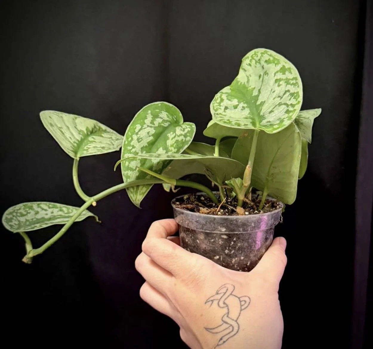 Scindapsus Exotica 1.PNG