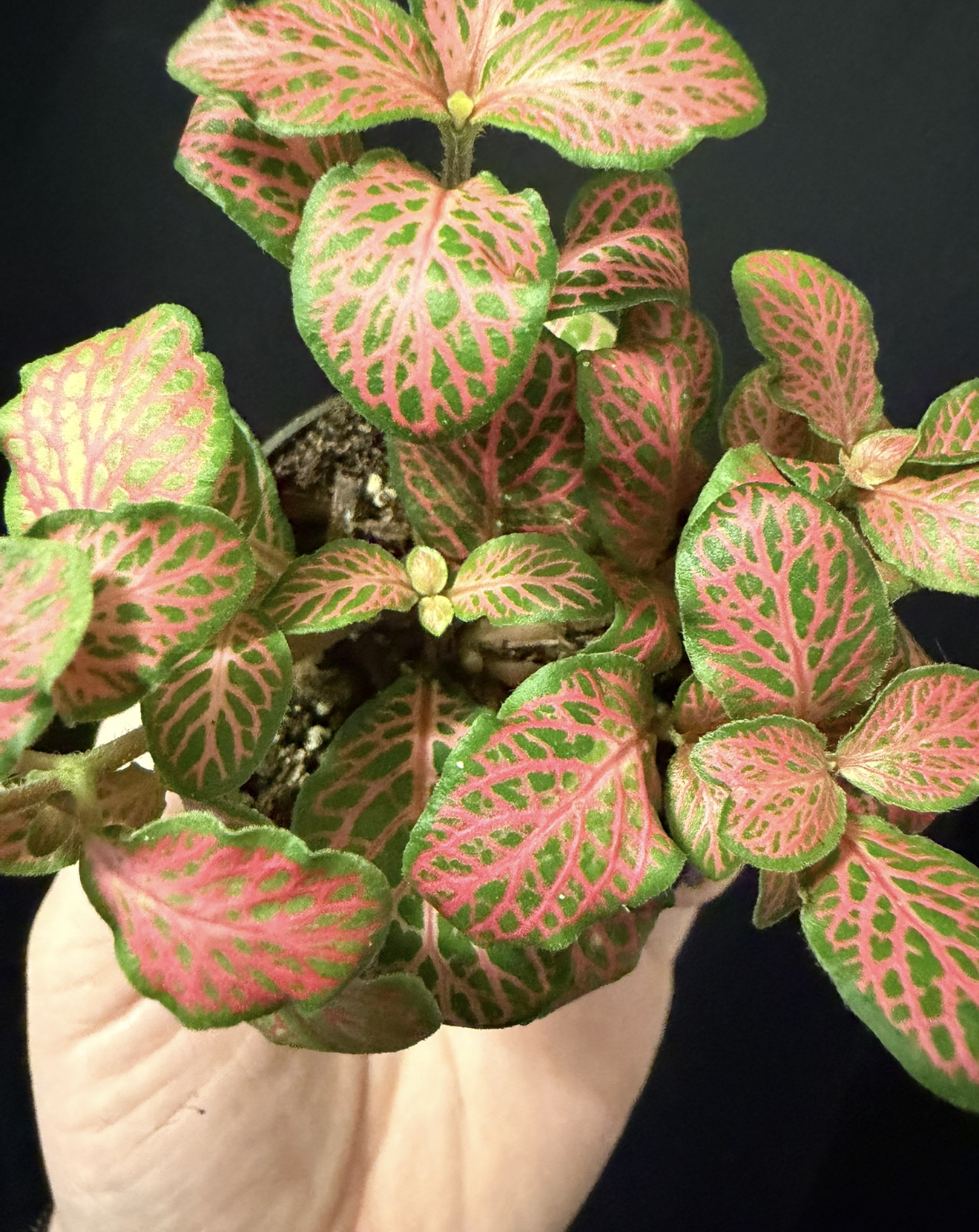 Fittonia Mini Red 1.png