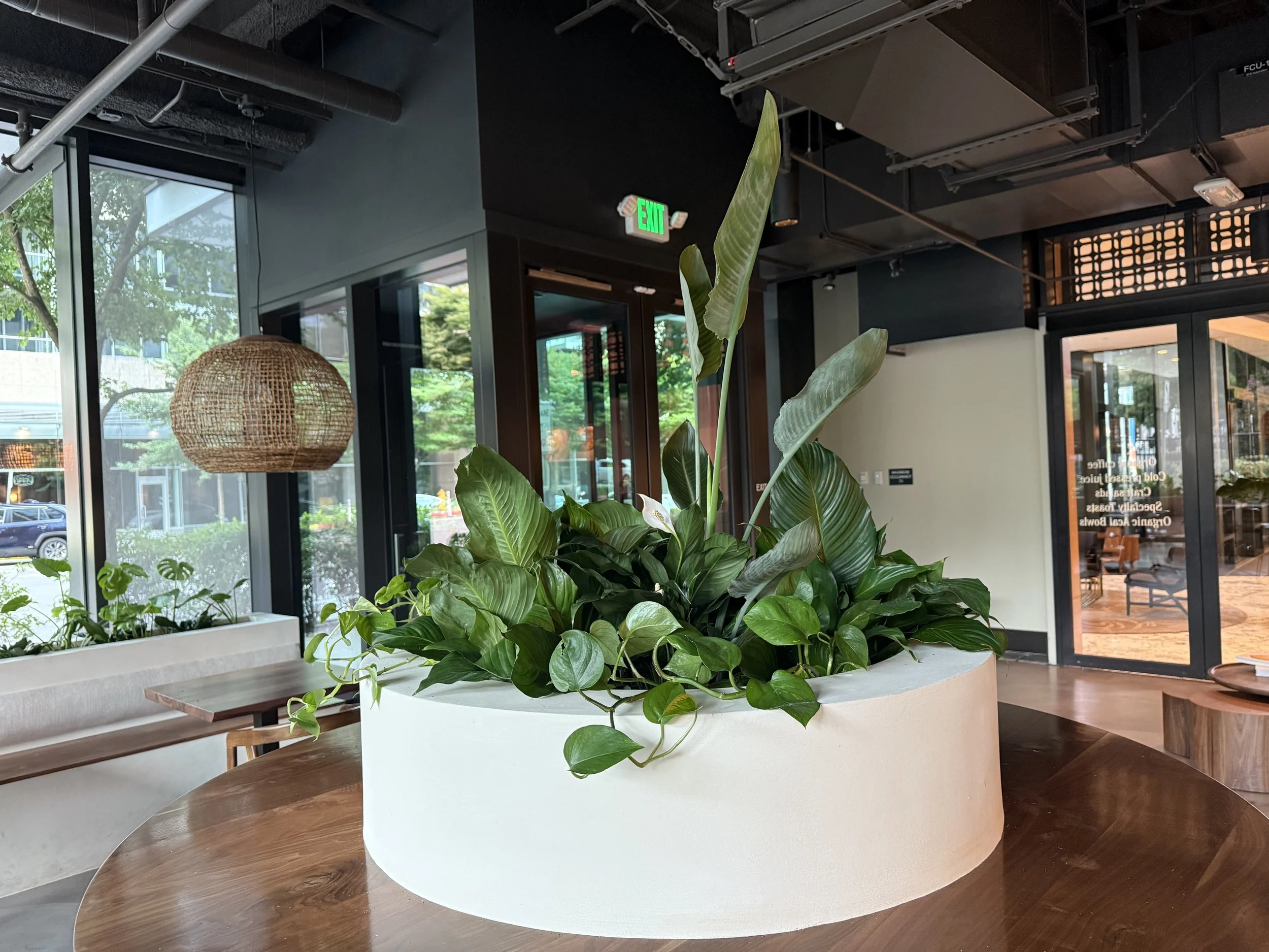Cafe center piece containing pothos, peace lilies, and a bird of paradise.