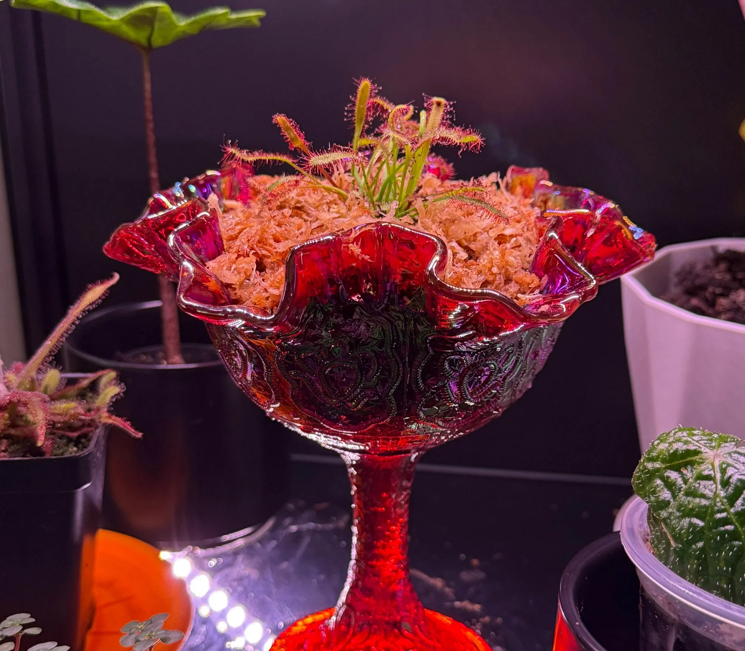A miniature bog garden made from vintage carnival glass houses a happy drosera.