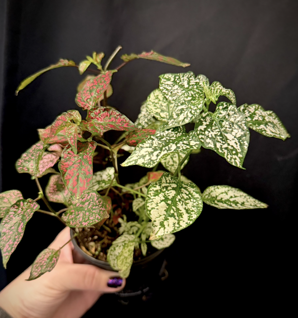 Polkadot plant 2.png