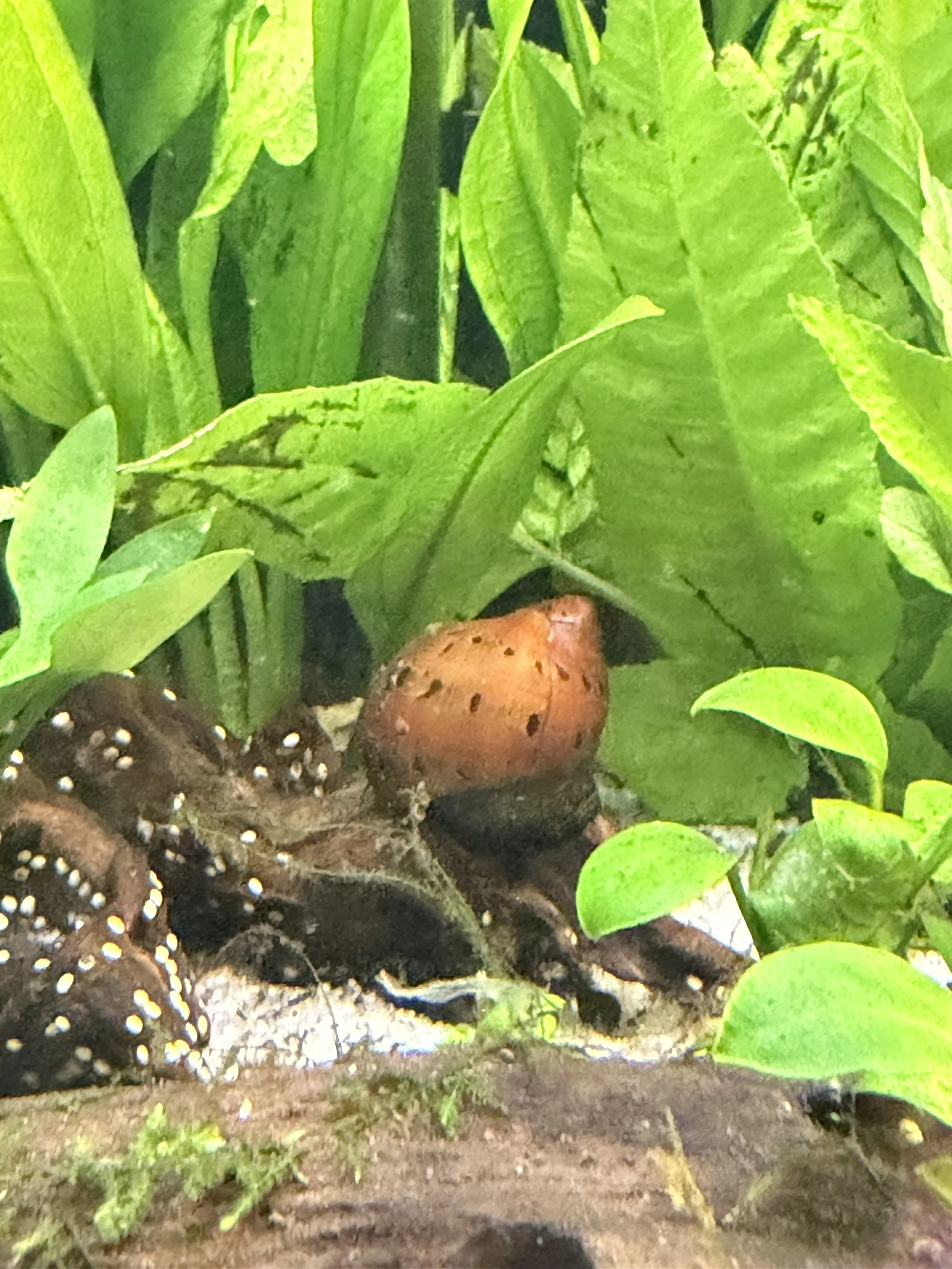 Planted Aquarium with Nerite Snail