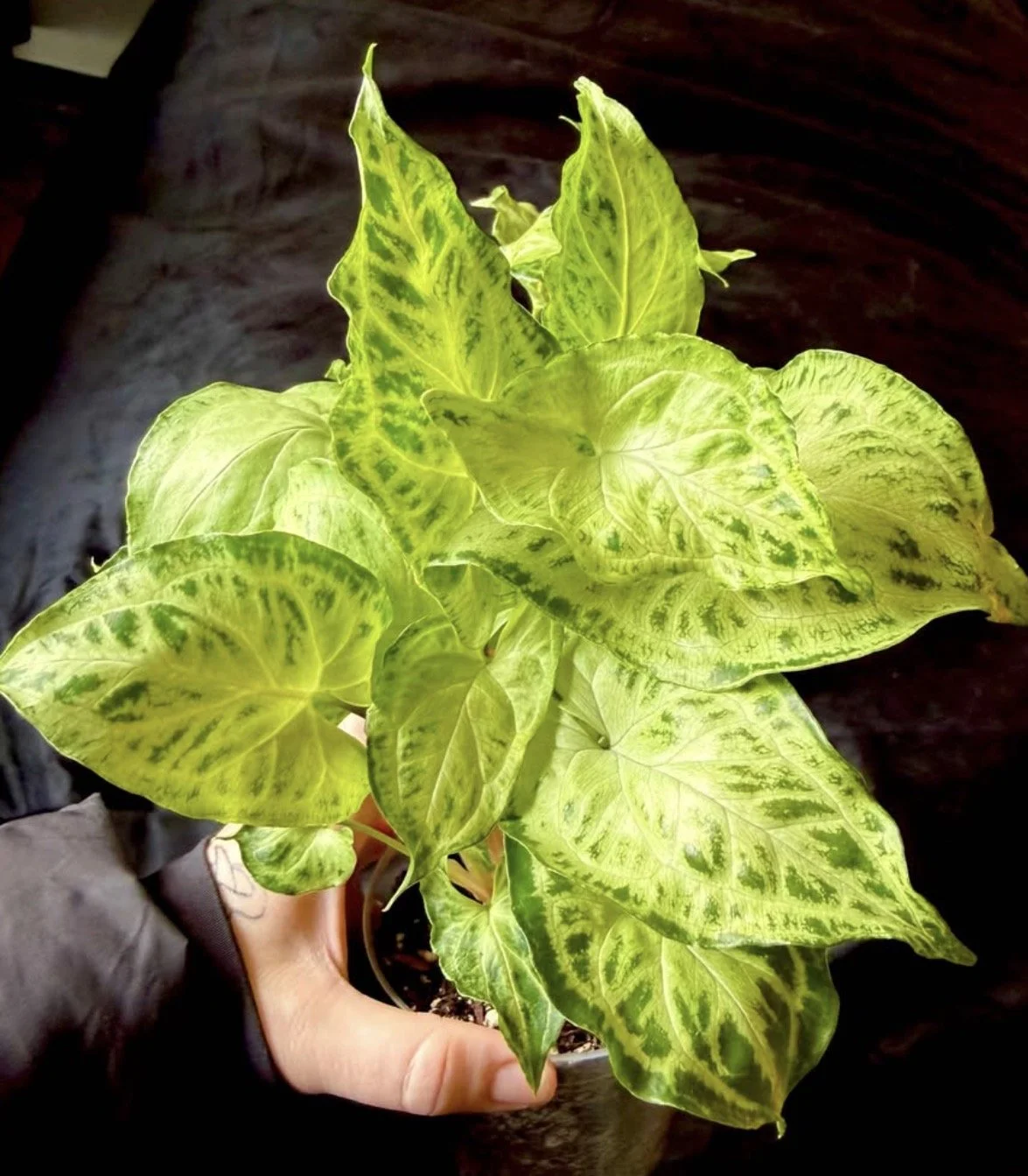 Syngonium Batik 1.PNG