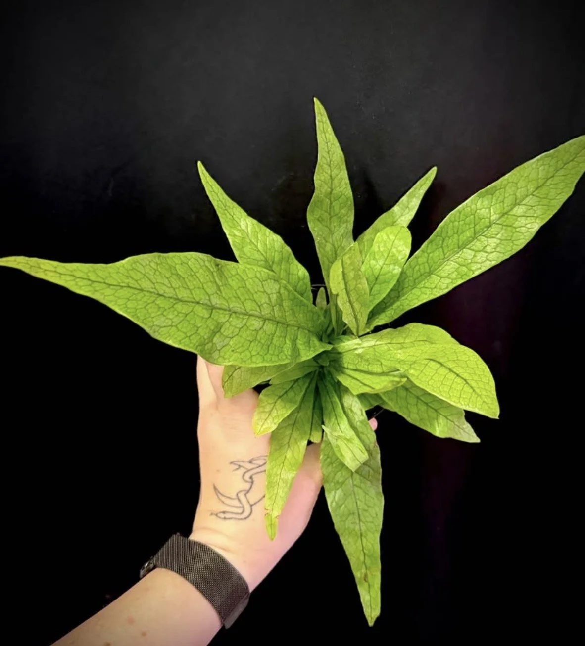 Crocodile Fern 1.PNG