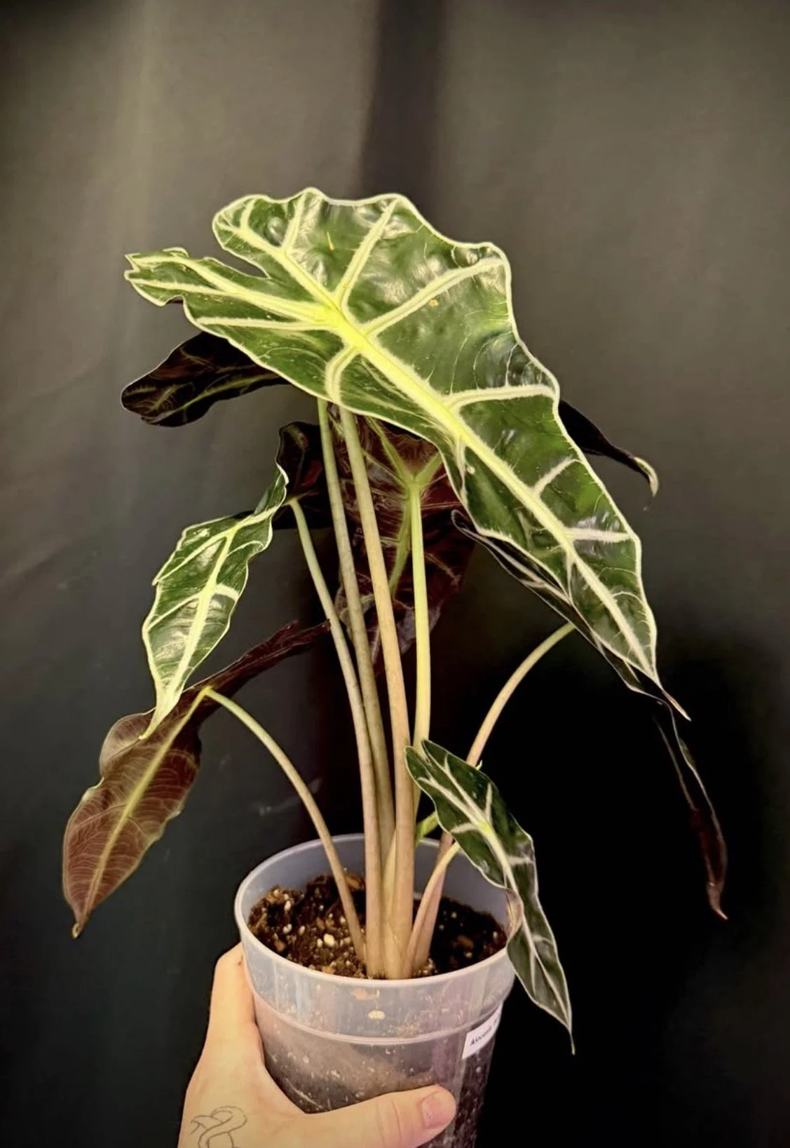 Alocasia Polly 2.PNG