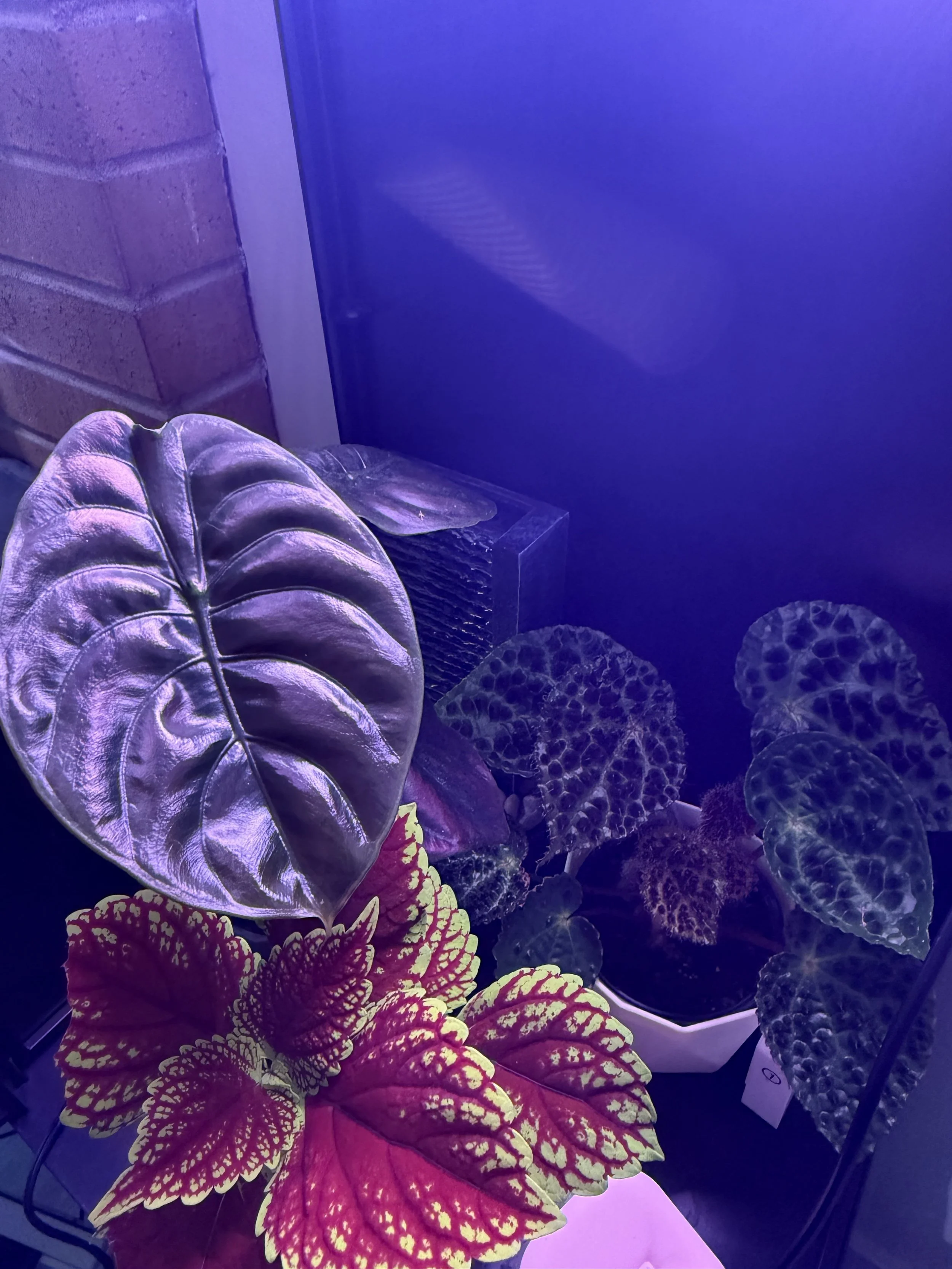 Alocasia cuprea "Red Secret" and the Begonia Ferox are particularly happy in this environment.