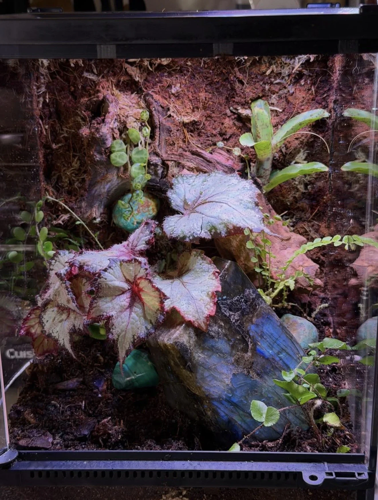 Labradorite with Begonia