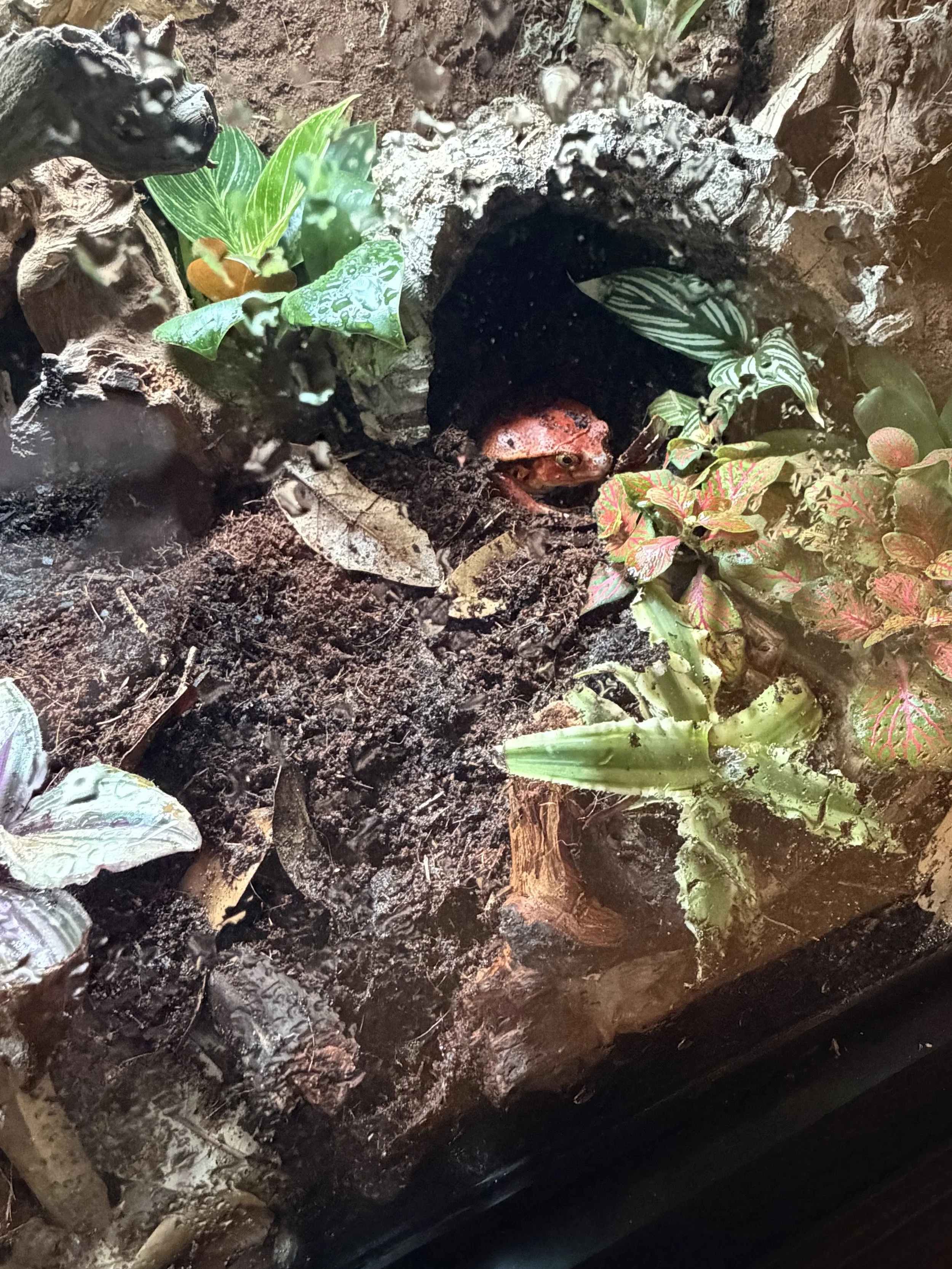 Tomato Frog Habitat