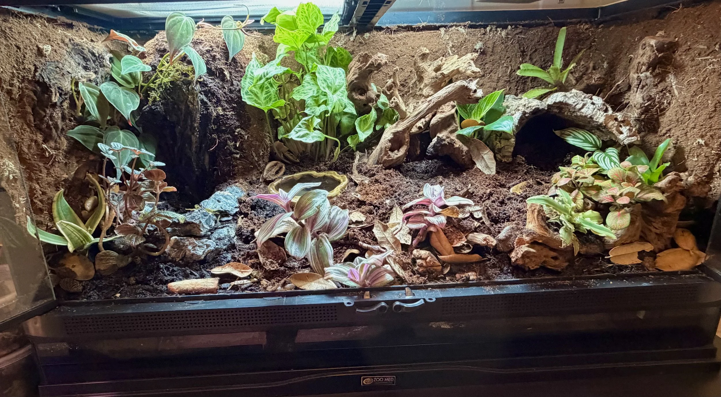 Tomato Frog Habitat Full View