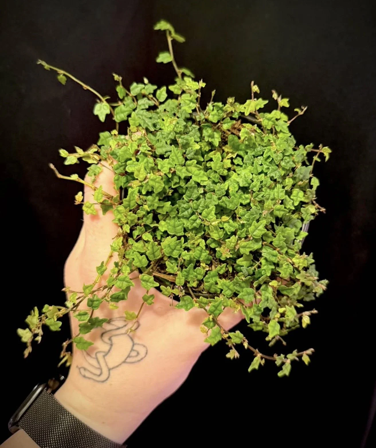 String of Frogs 1.PNG