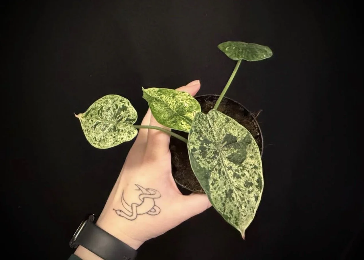 Dragon Scale Mint 2.PNG