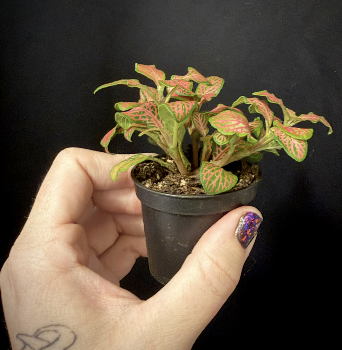 Fittonia Mini Red 2.png