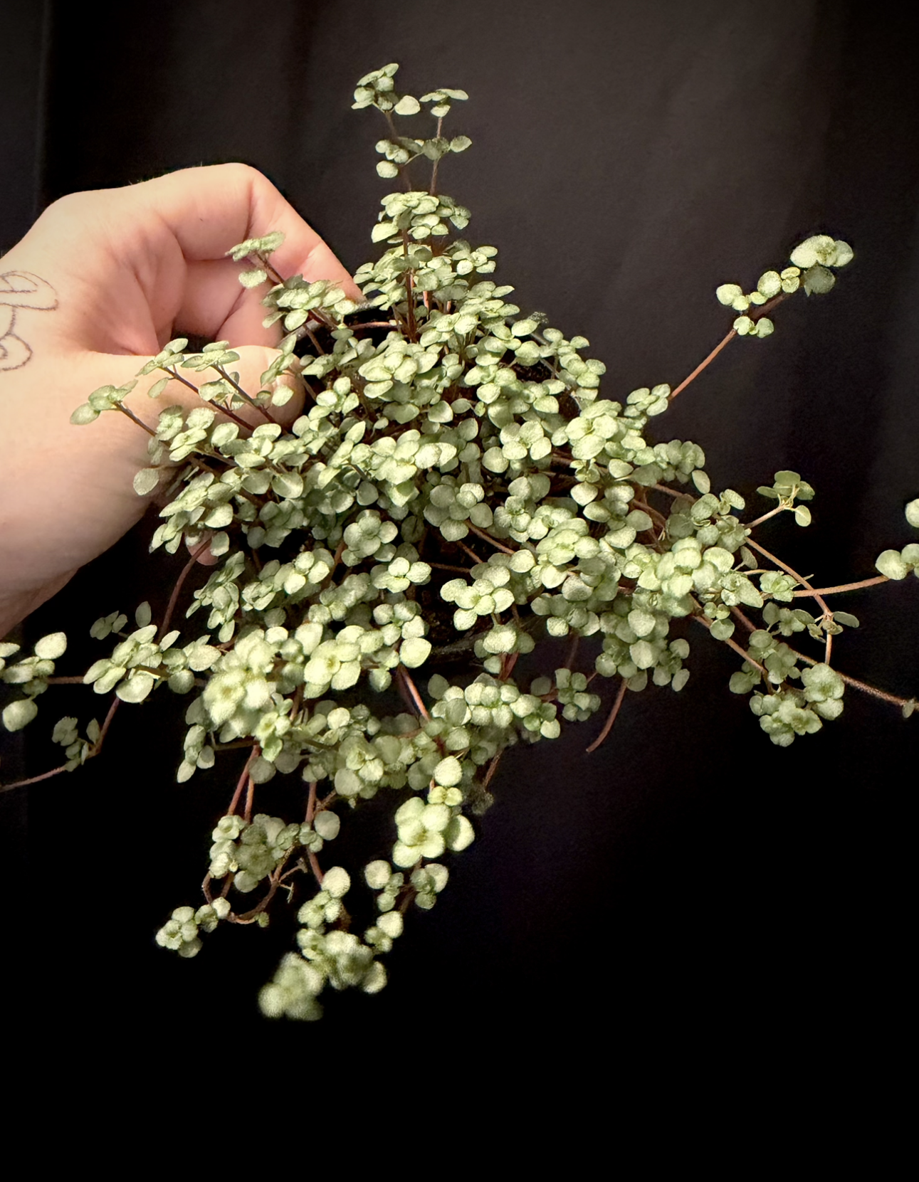 Pilea Silver Sparkle 1.png