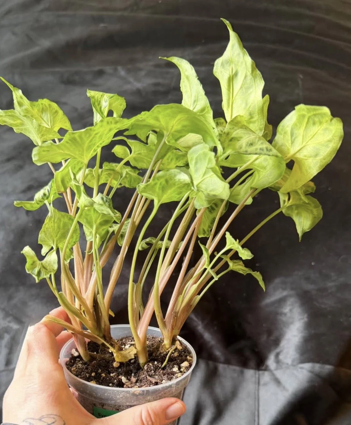 Syngonium Batik 2.PNG