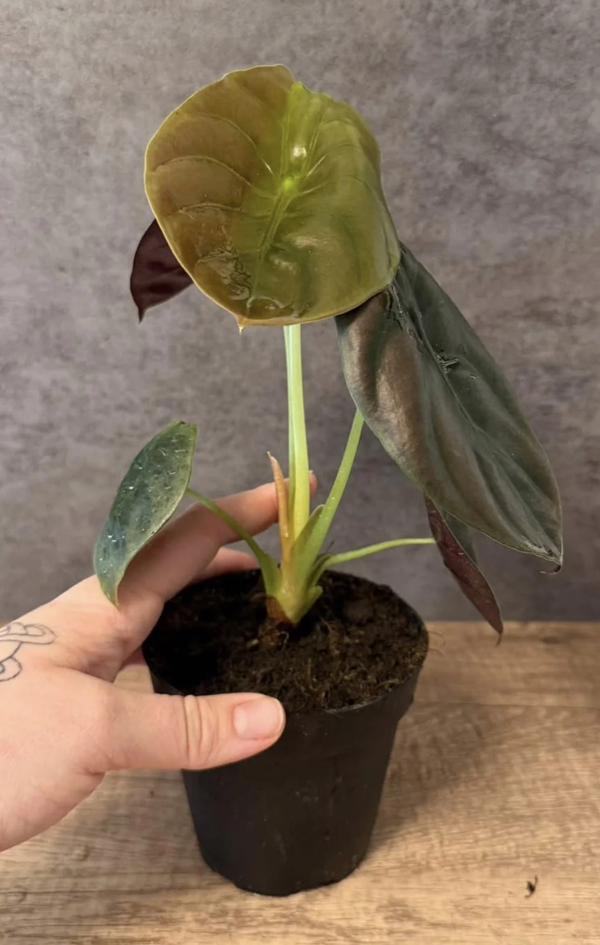Alocasia Cuprea Red Secret 2.PNG