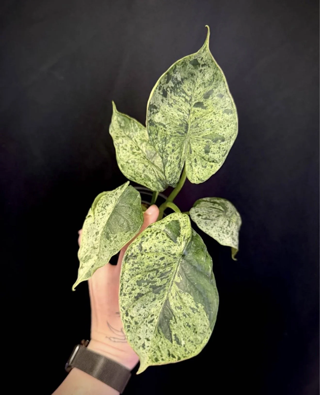 Dragon Scale Mint 1.PNG