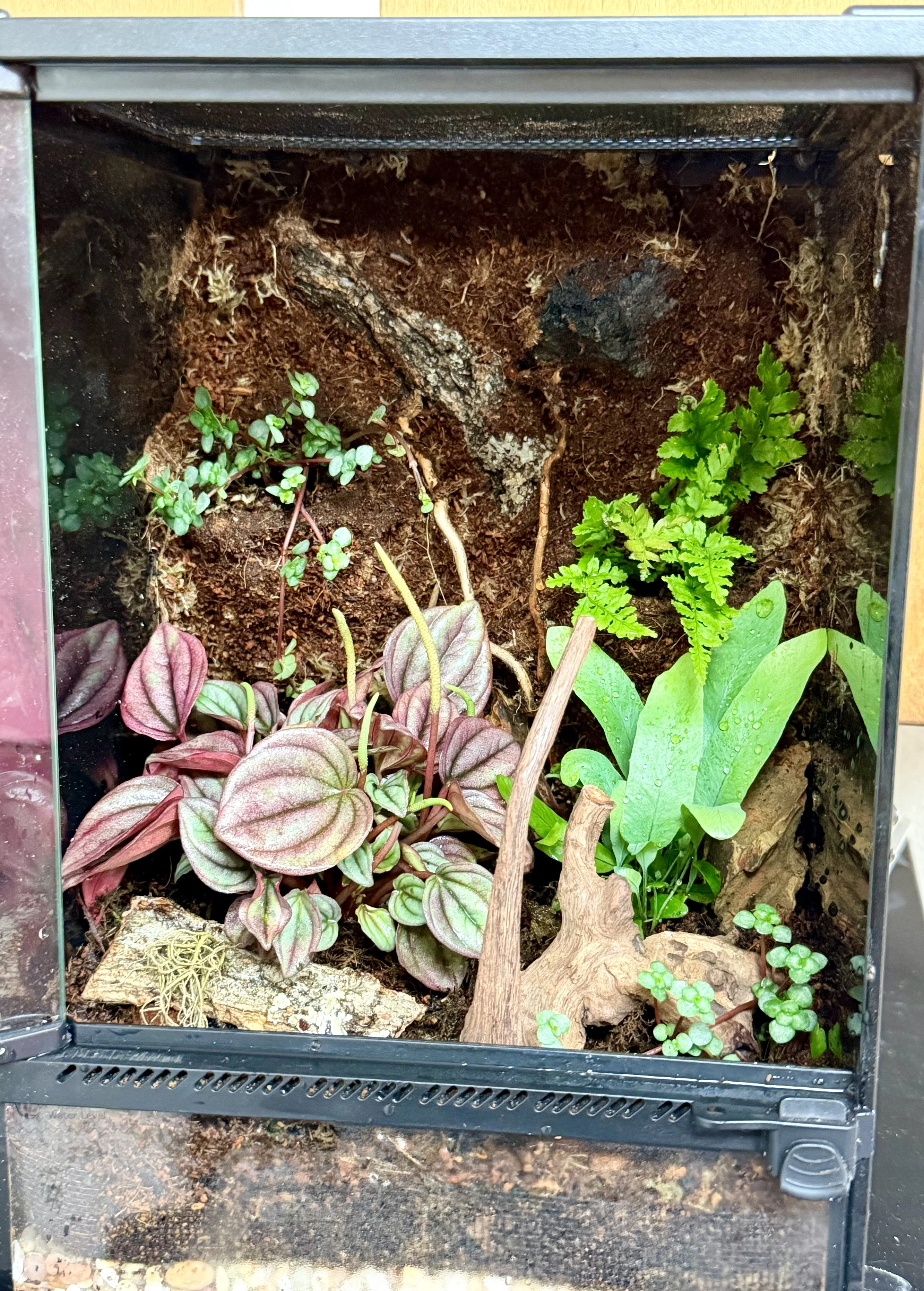 Peperomia and Ferns