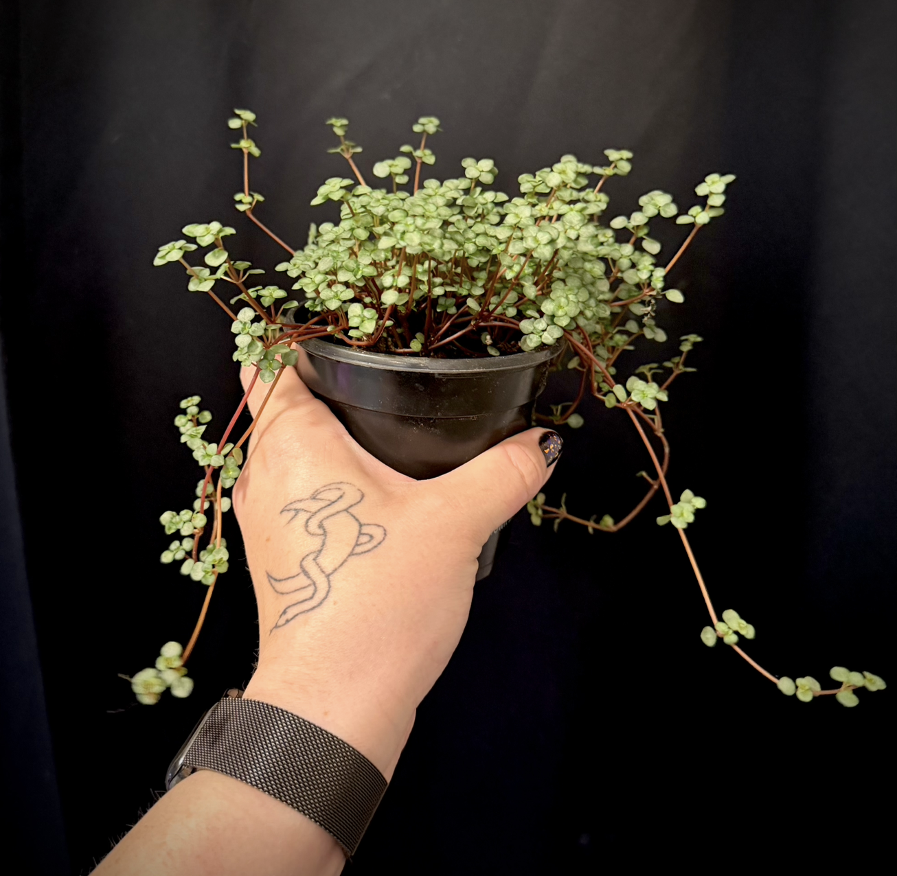 Pilea silver sparkle 2.png