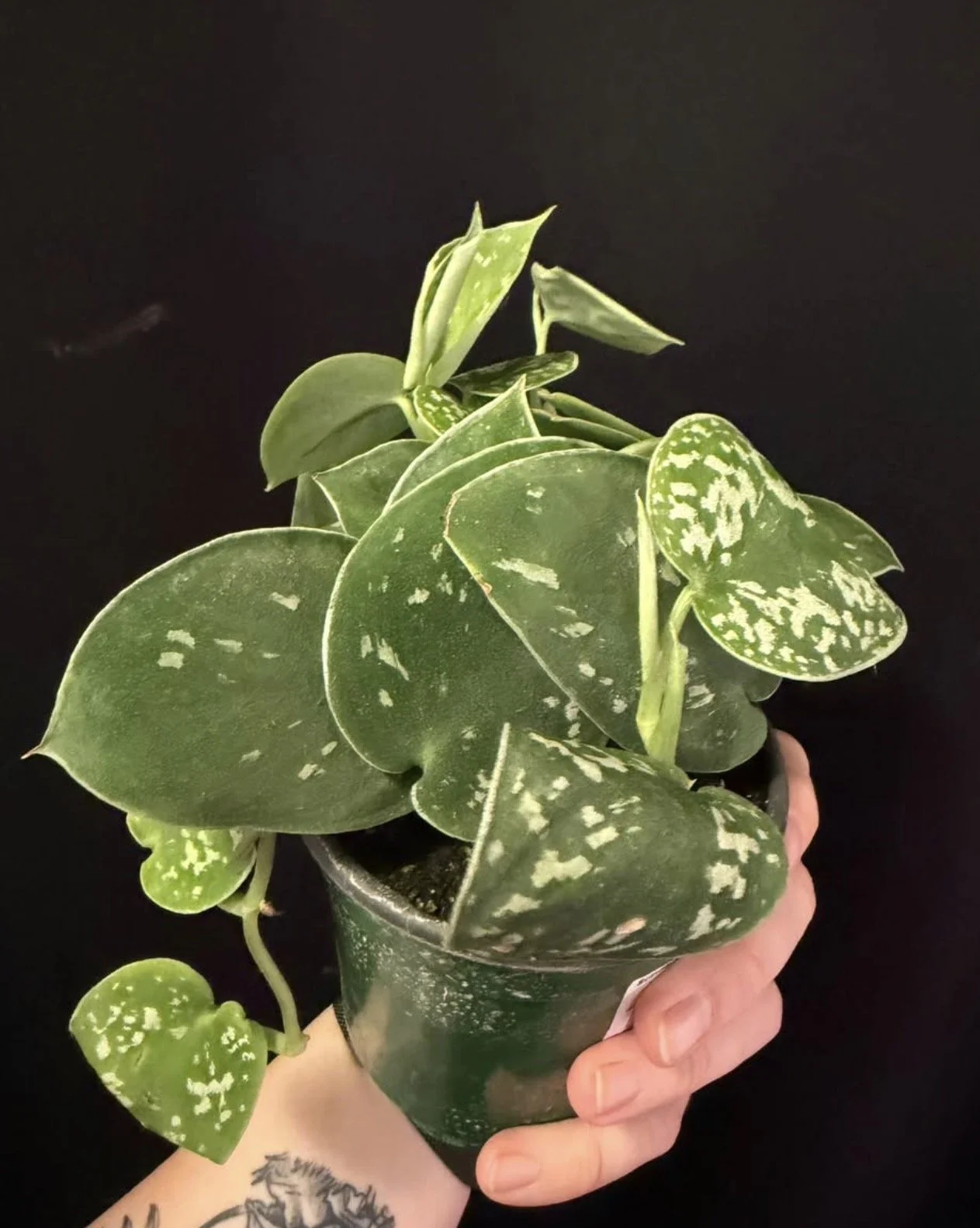 Scindapsus Silvery Ann 2.PNG