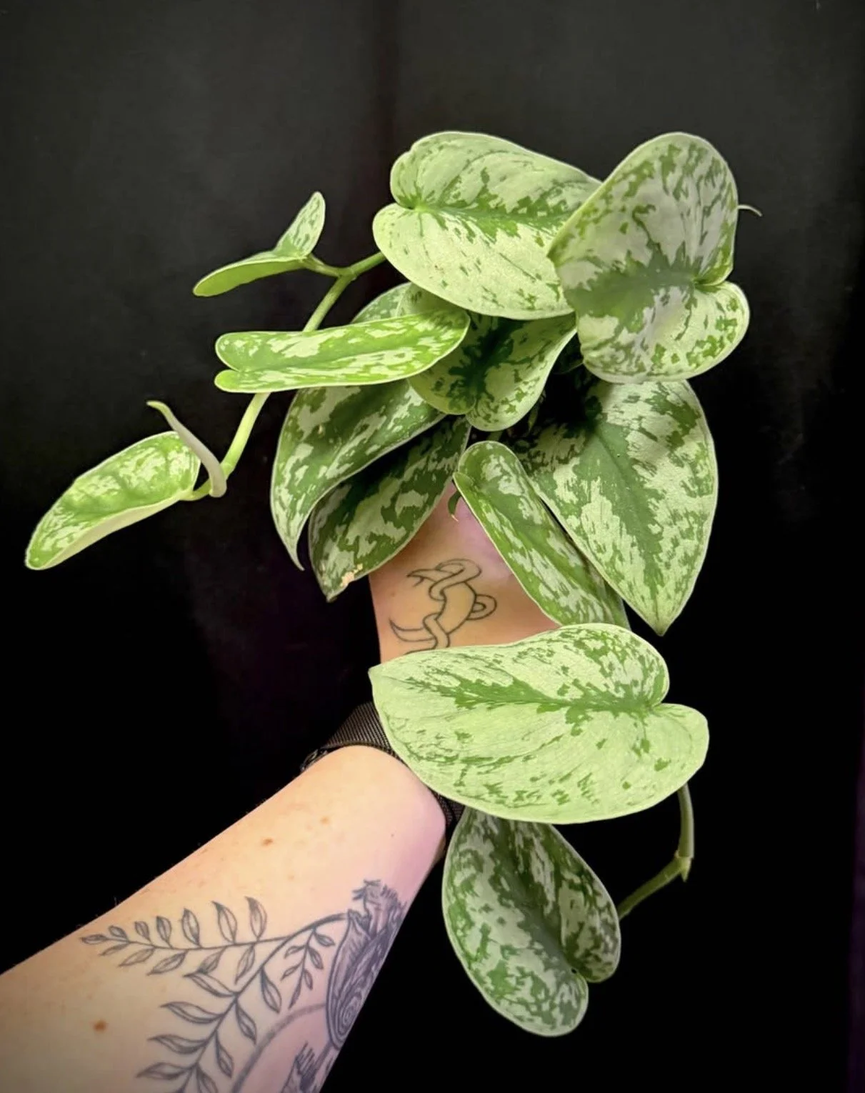 Scindapsus Exotica 2.PNG