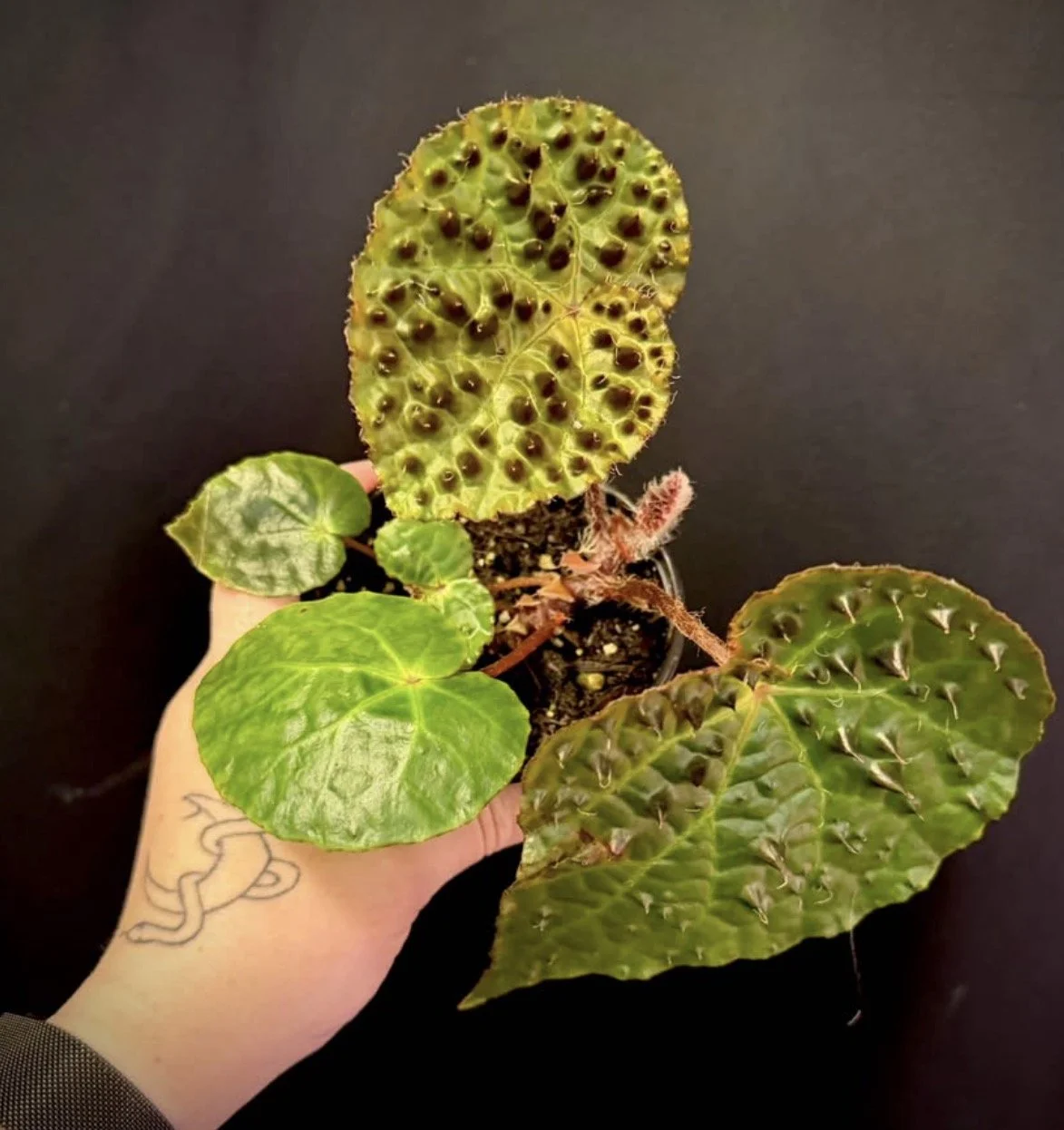Begonia Ferox 1.PNG