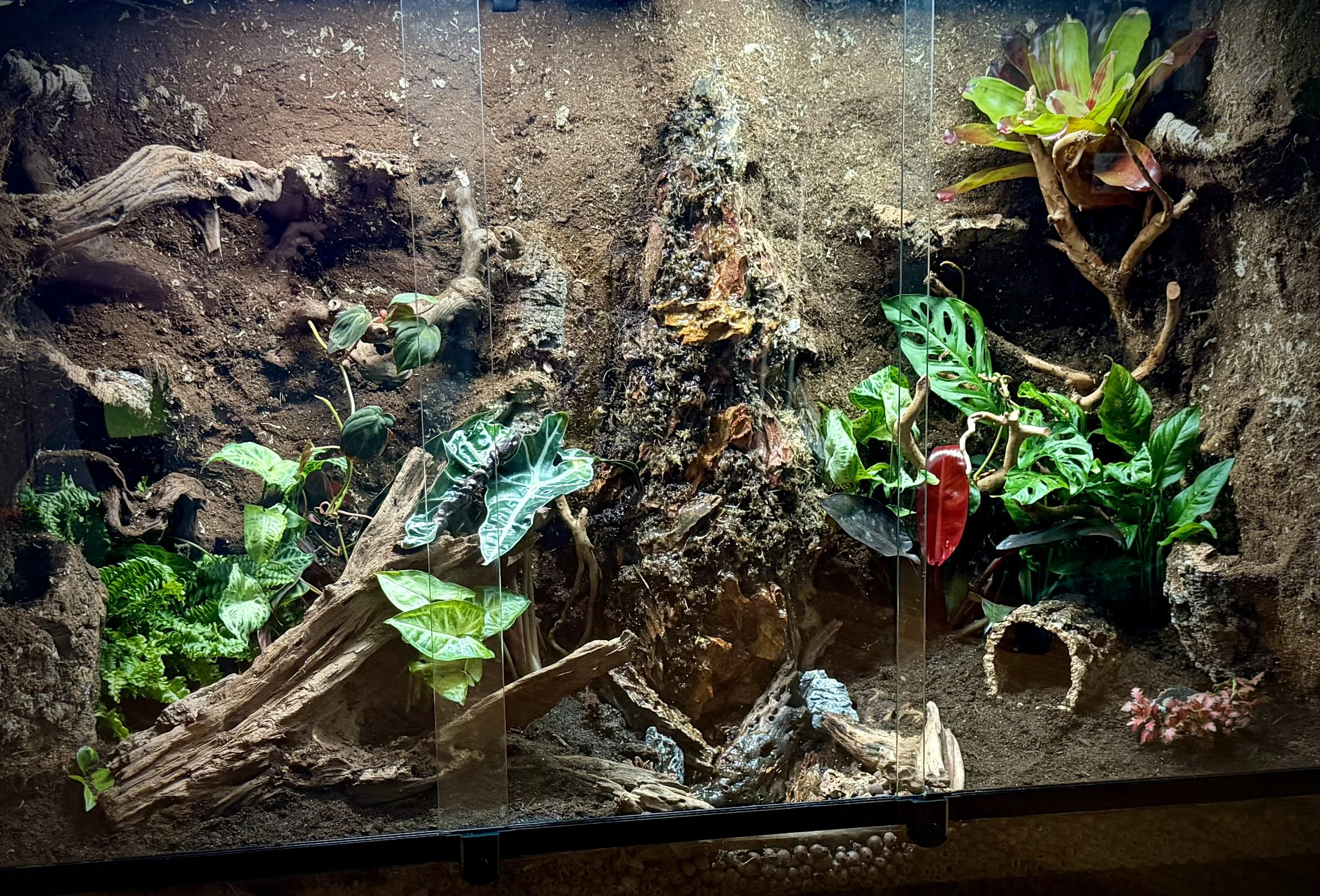 135 Gallon Tree Frog Habitat - Blood Orange Tattoo Studio
