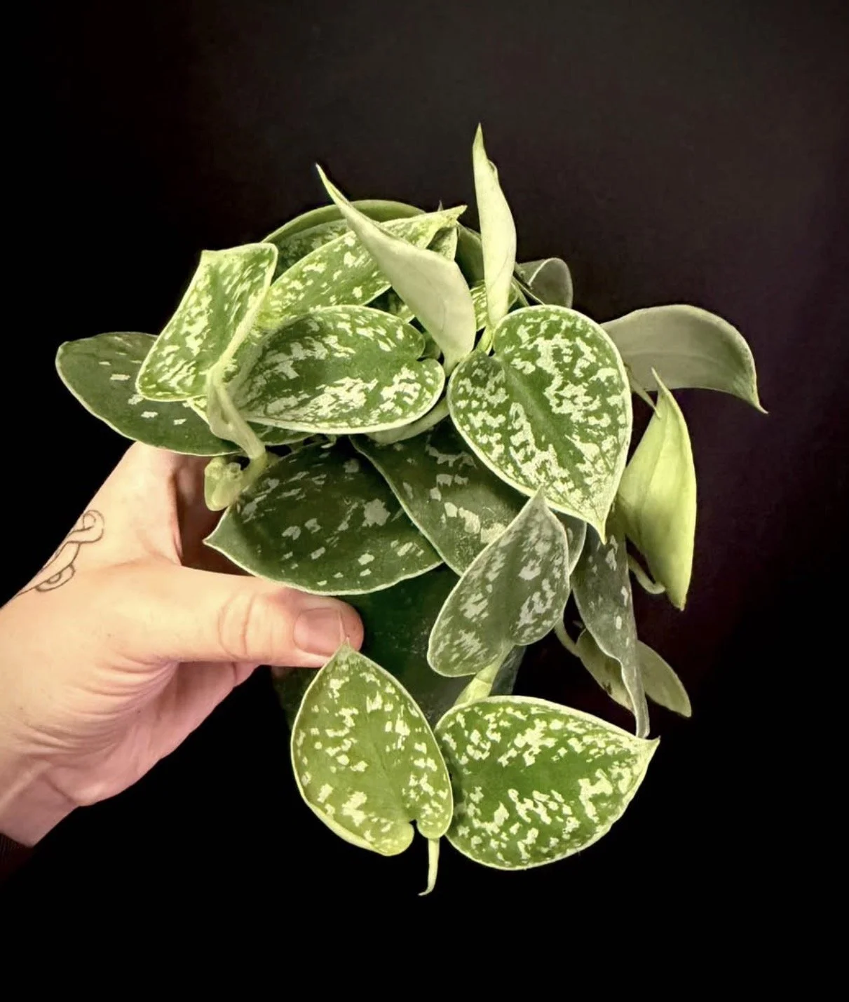 Scindapsus Silvery Ann 1.PNG