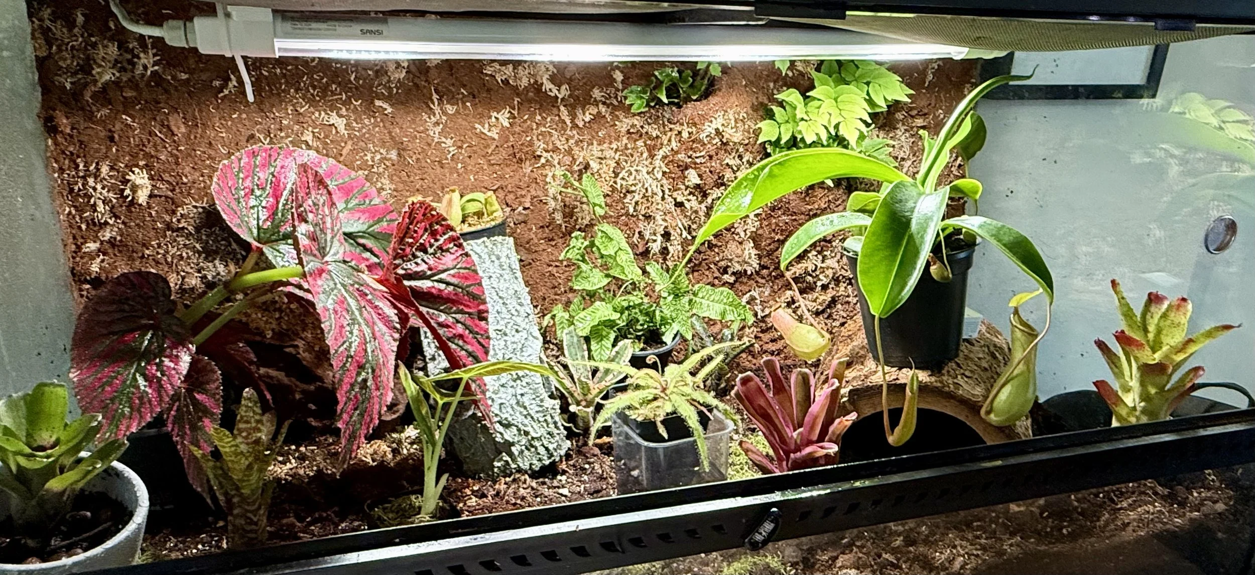 A SANSI T8 grow light provides ample lighting for a variety of nepenthes, drosera, tropical ferns, bromeliads, a young alocasia, and a Begonia Exotica.