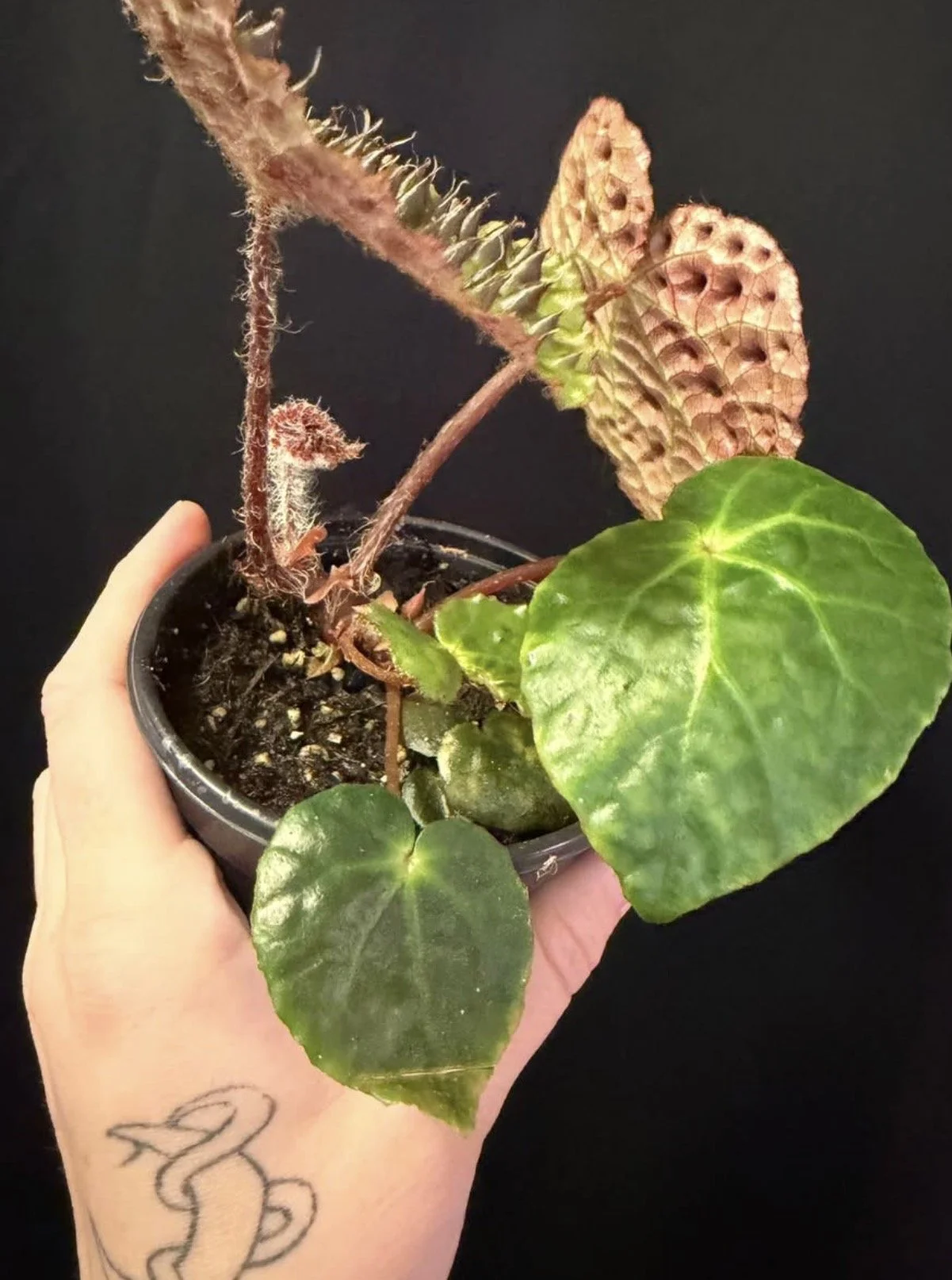 Begonia Ferox 2.PNG