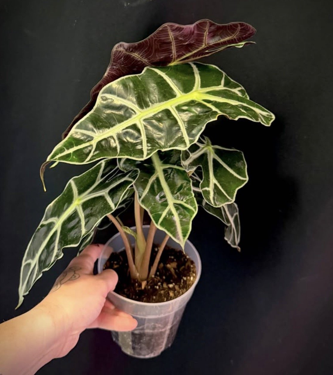 Alocasia Polly 1.PNG