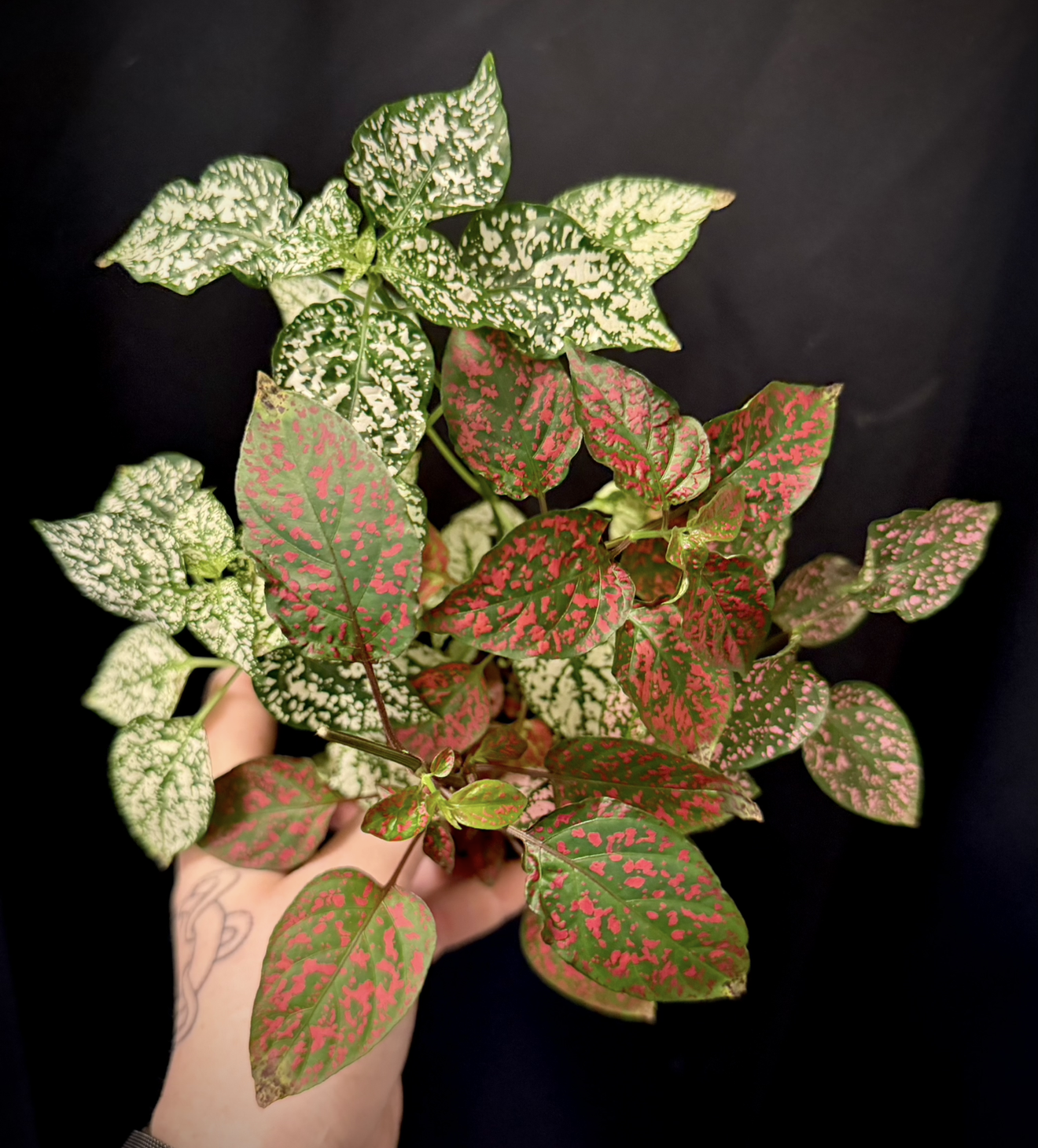 Polkadot plant 1.png