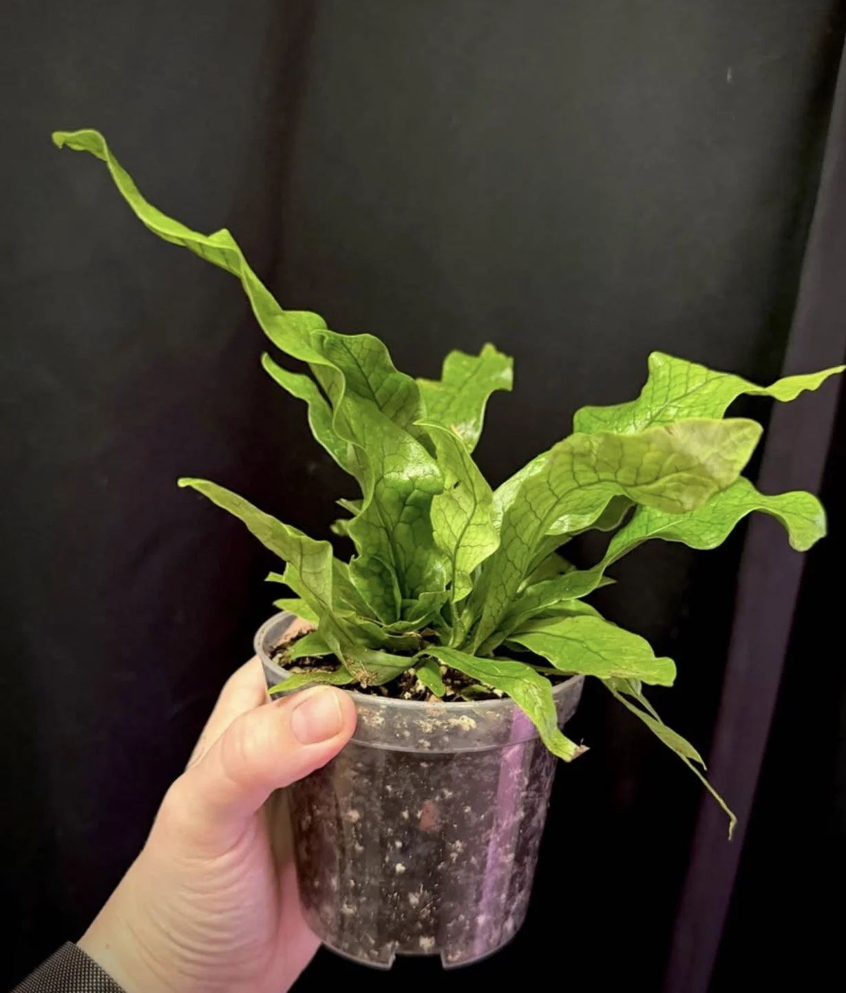 Crocodile Fern 2.PNG