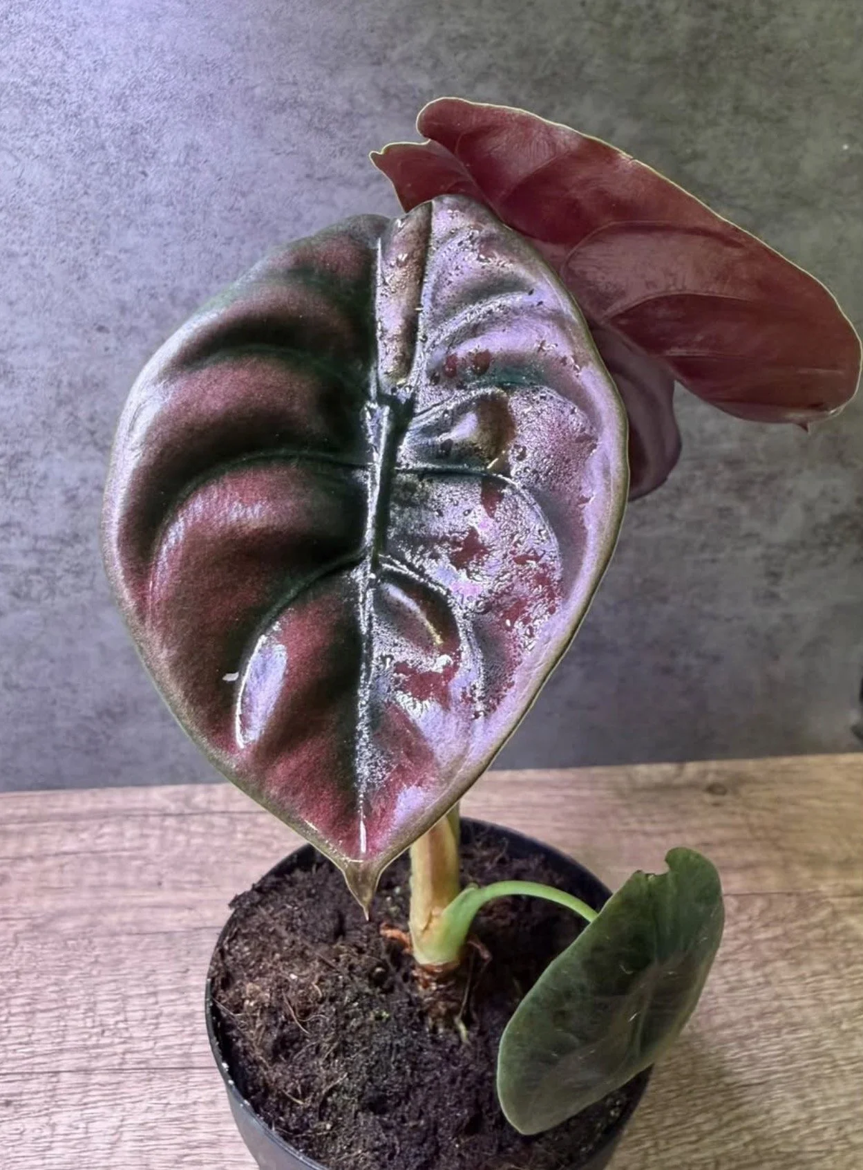 Alocasia Cuprea Red Secret 1.PNG