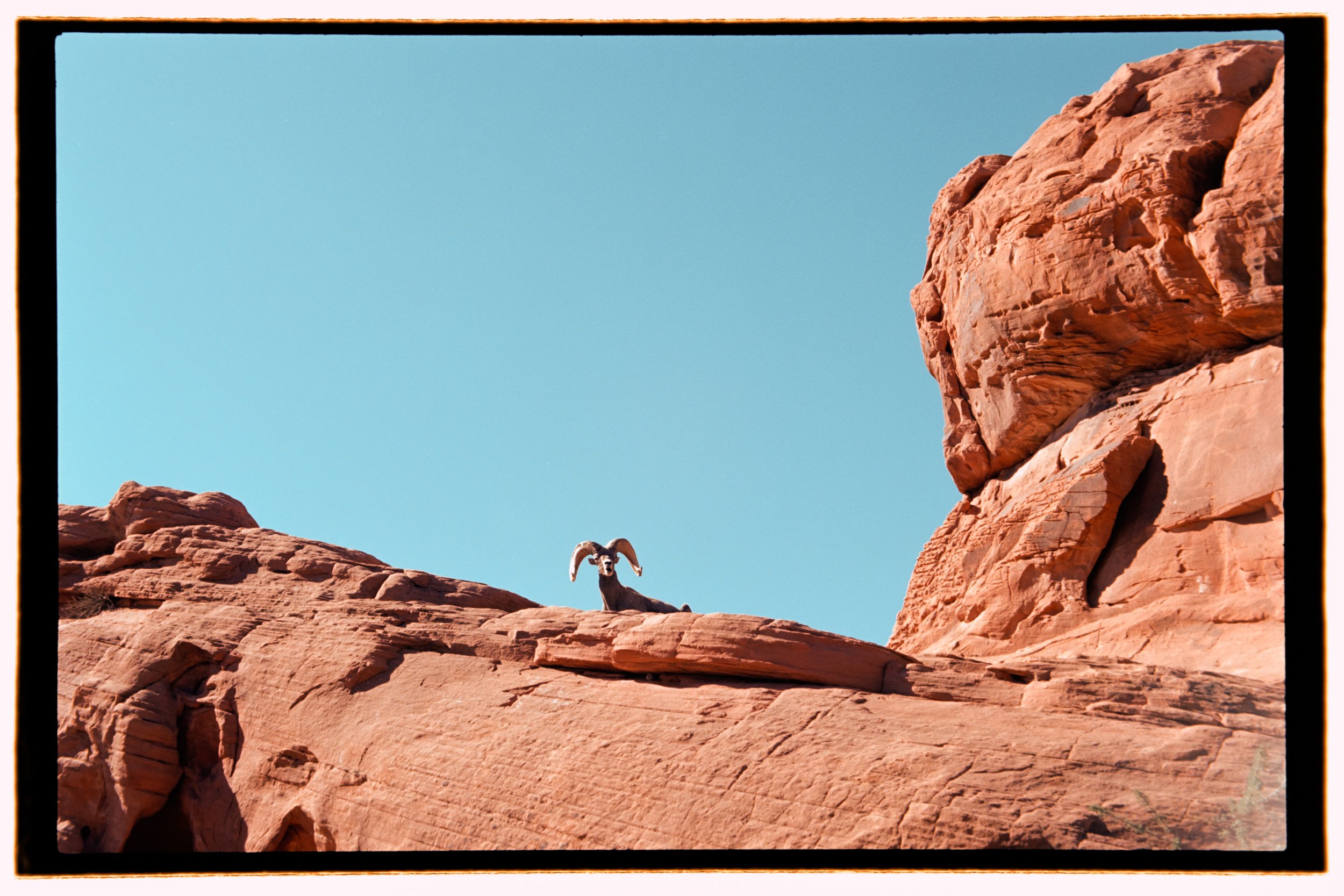 Sheep - Valley of Fire, Nevada