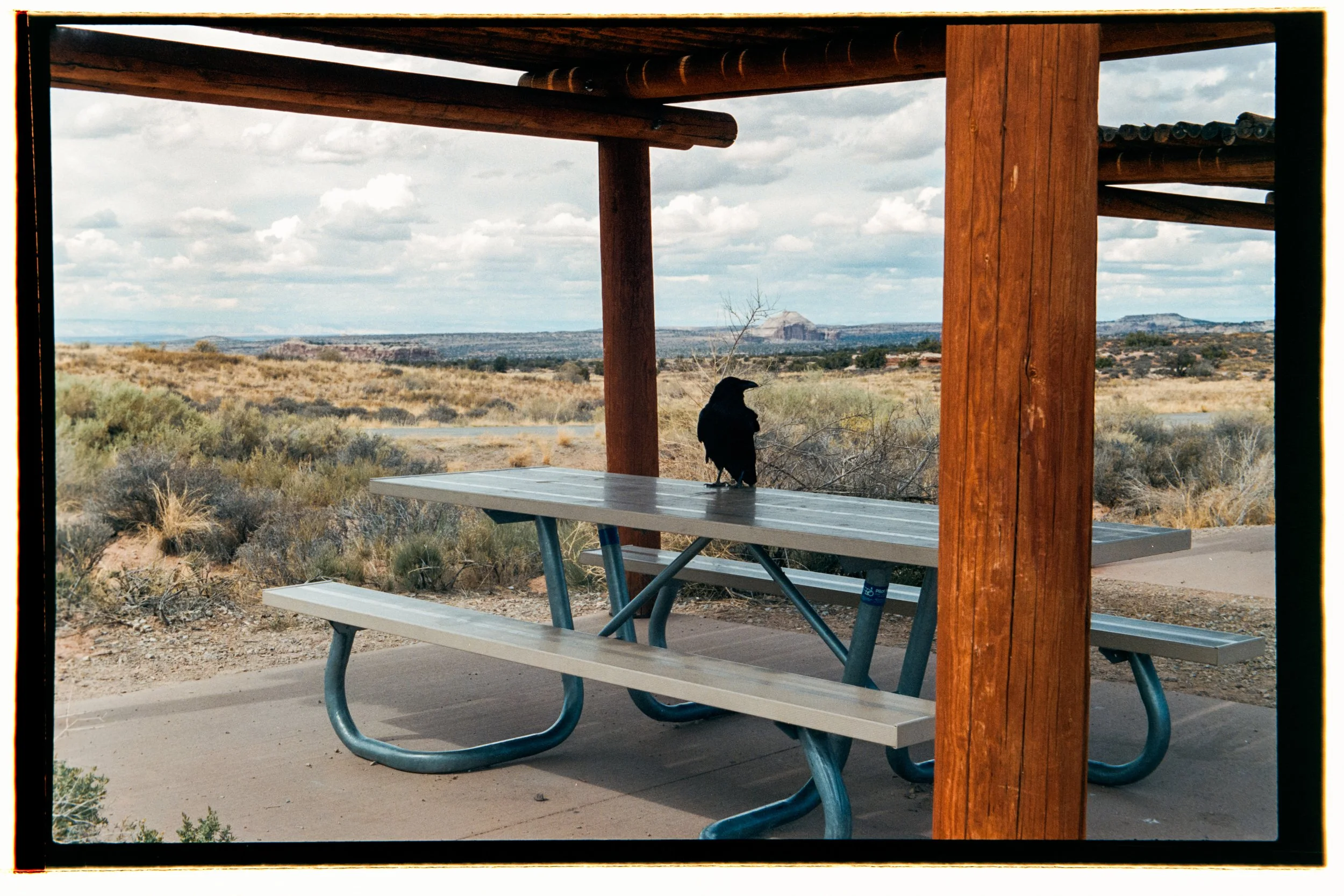 Raven - Canyonlands, Utah