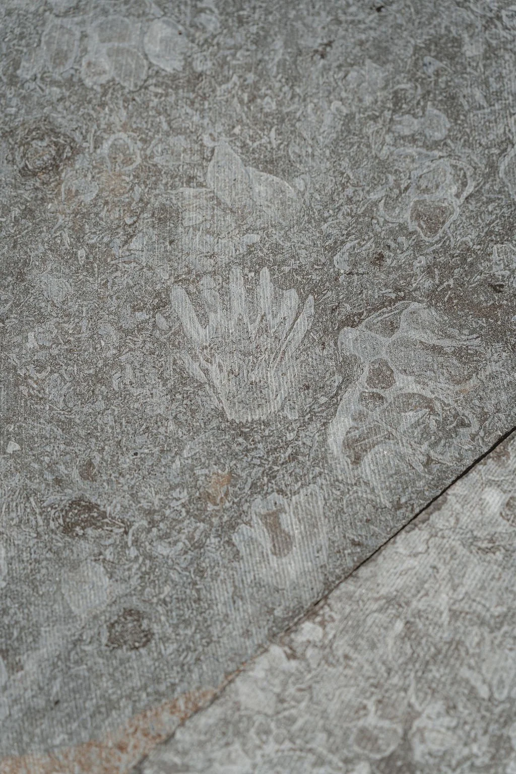 Fossilized leaf and shell imprints in grayish stone surface.