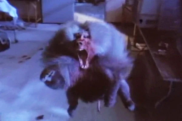 Shakma (1990)
