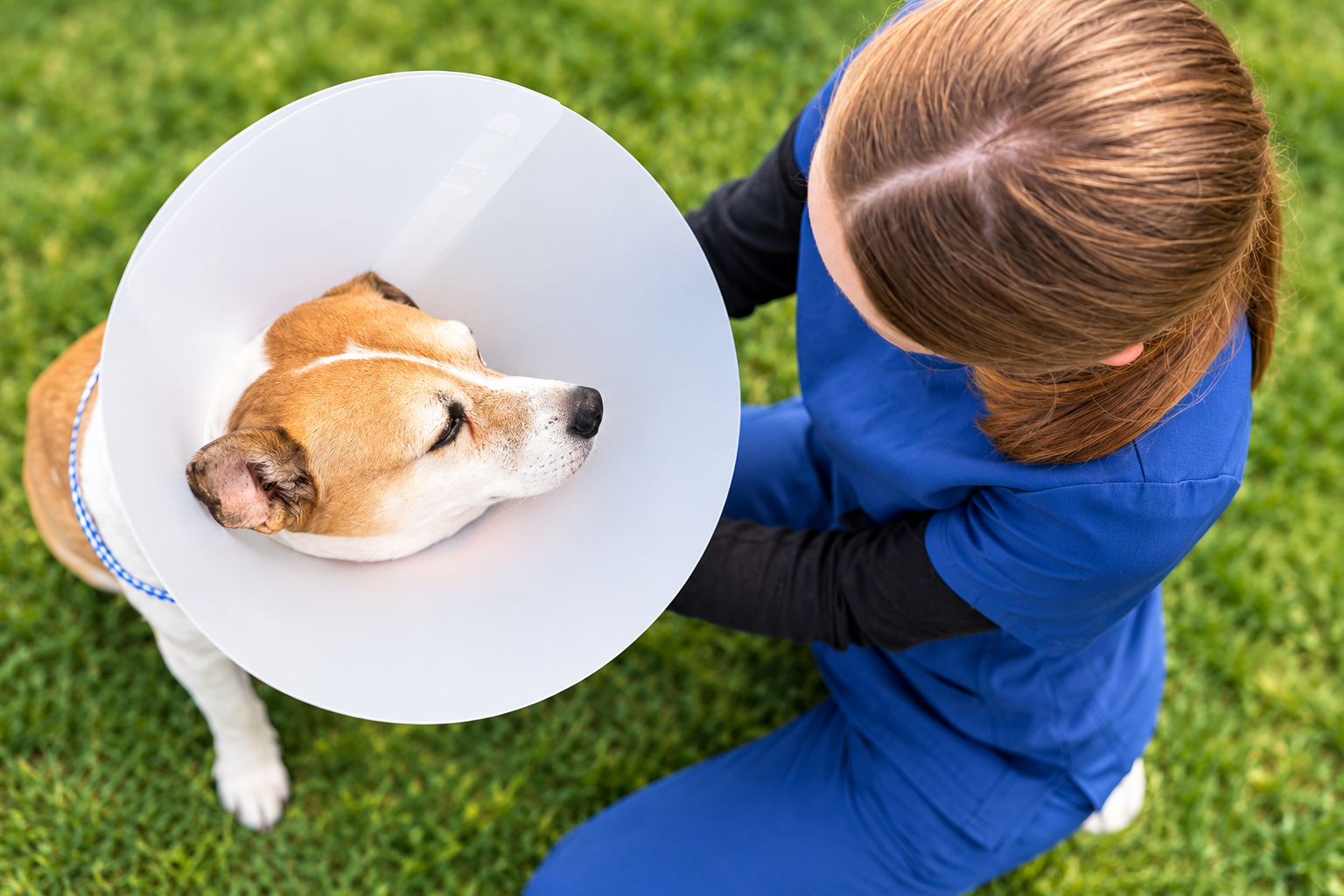 How to use an e-collar